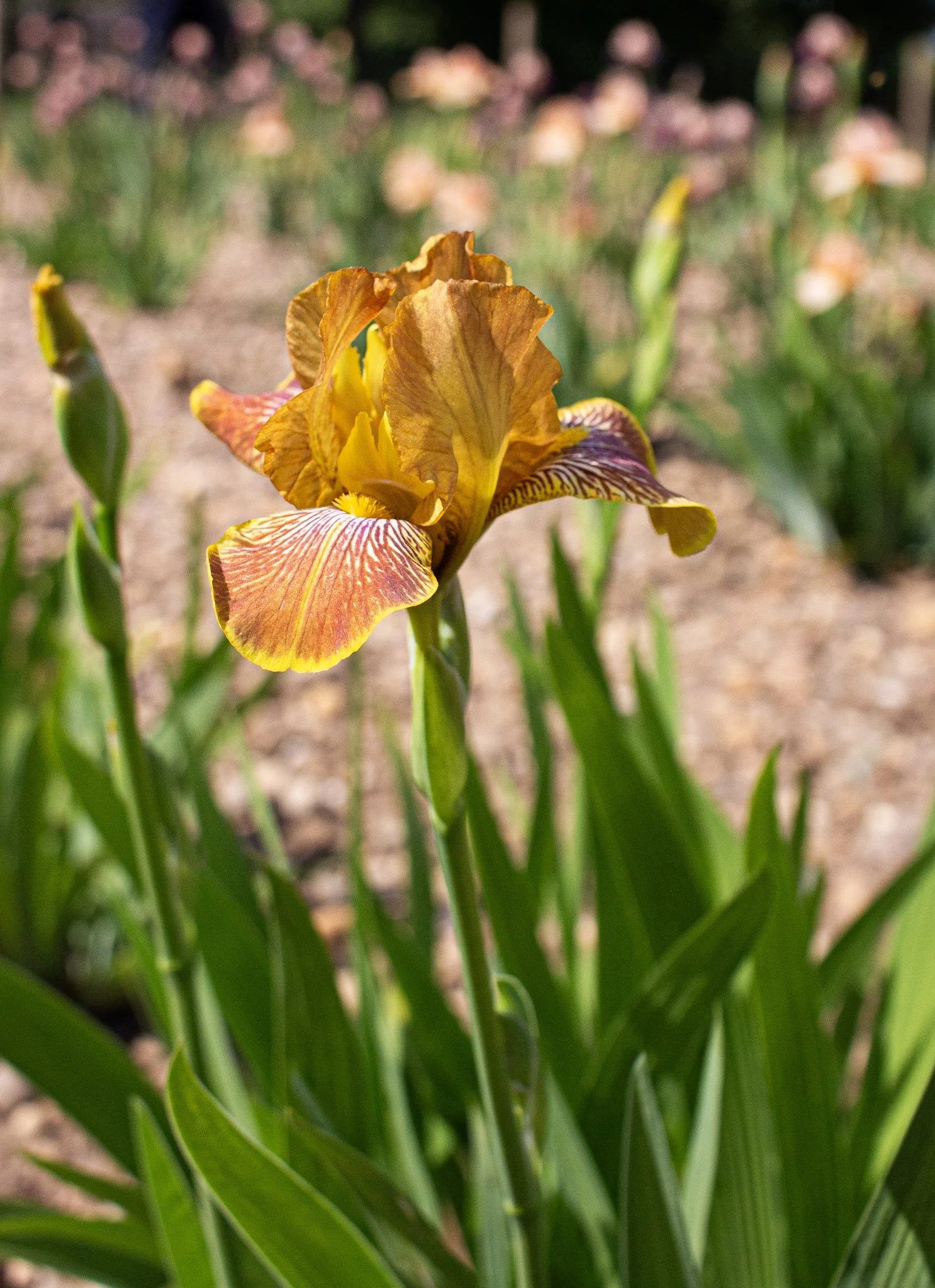 Breakfast In Bed- Side.jpg