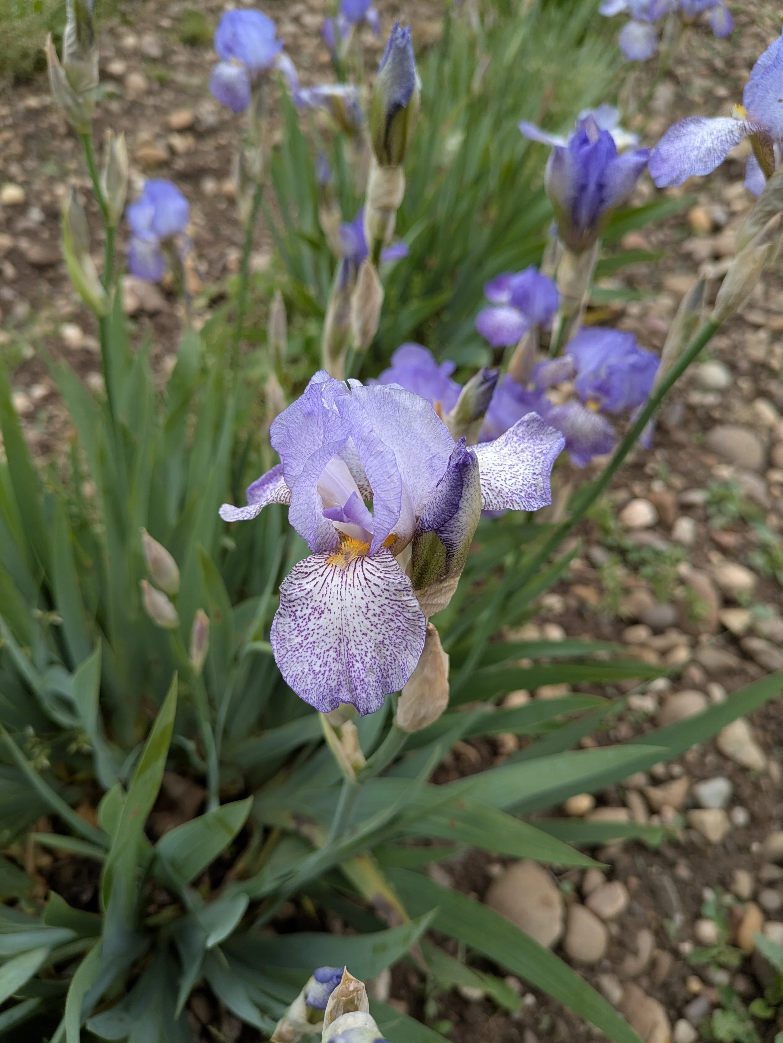 Speckled Spring