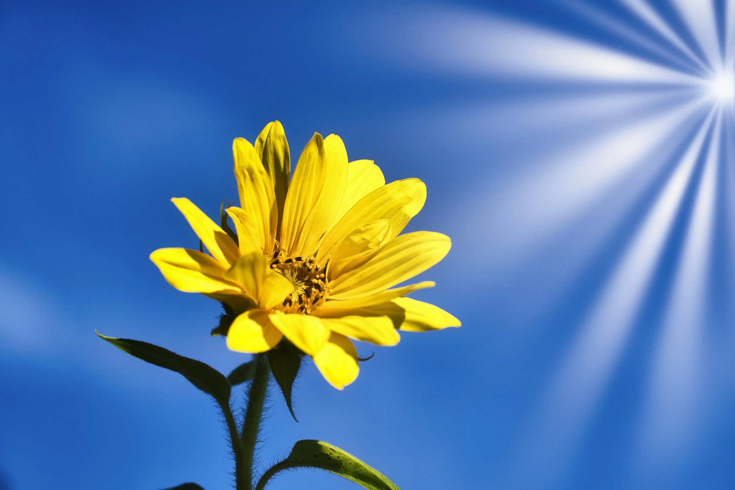 Thrive & Shine: Back-to-School Empowerment Series for Preteens & Teens (Build Confidence. Manage Emotions. Grow Healthy Friendships.)