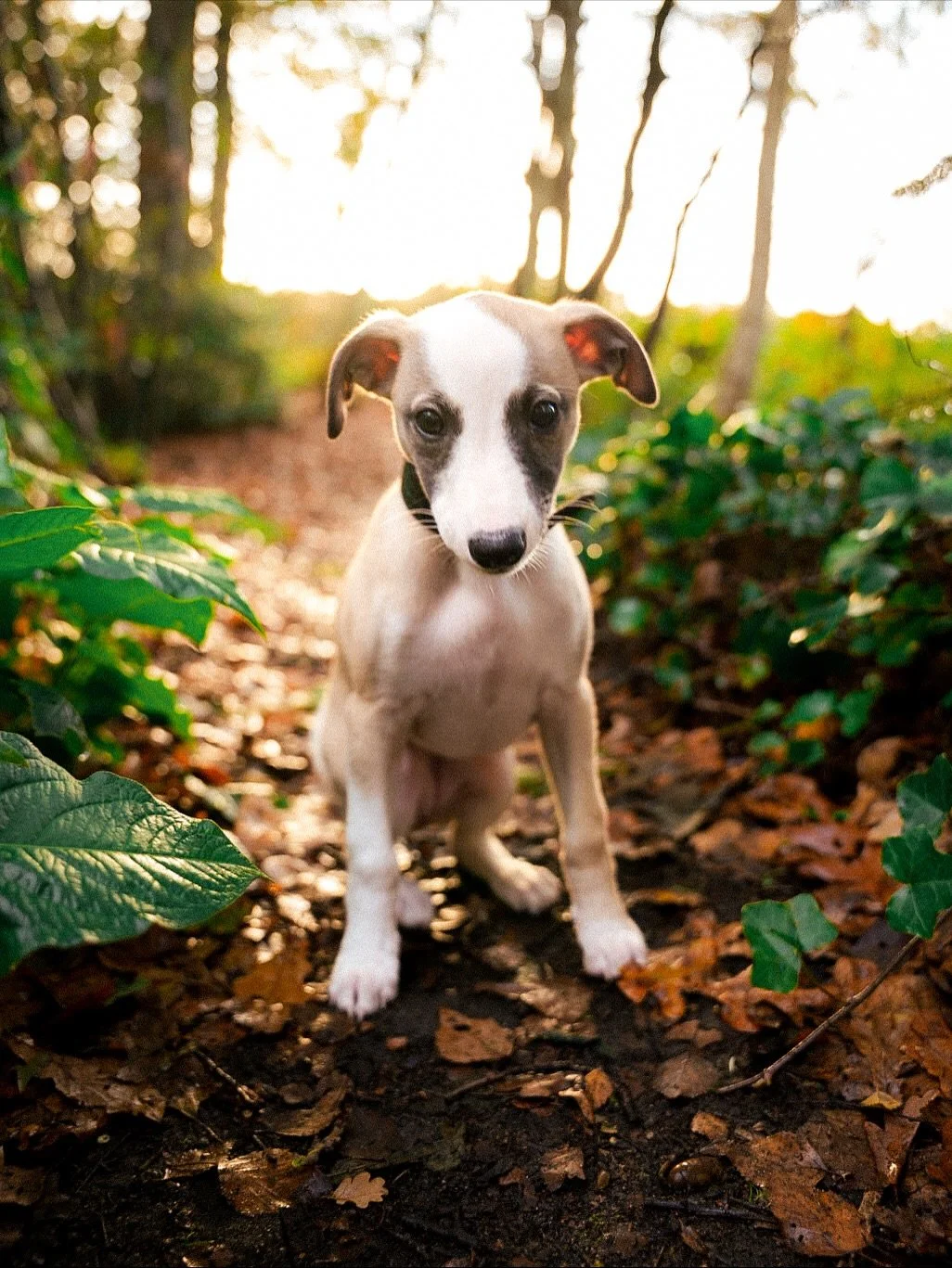 BOBBIE 🐾

Al een week aan het genieten van ons nu nog kleine whippetje. Maak kennis met deze zachtaardige, knappe, liefdevolle terror pup en volg @bobbiethewhippet als je wat meer wilt zien van Bobske. 🙏🏼❤️