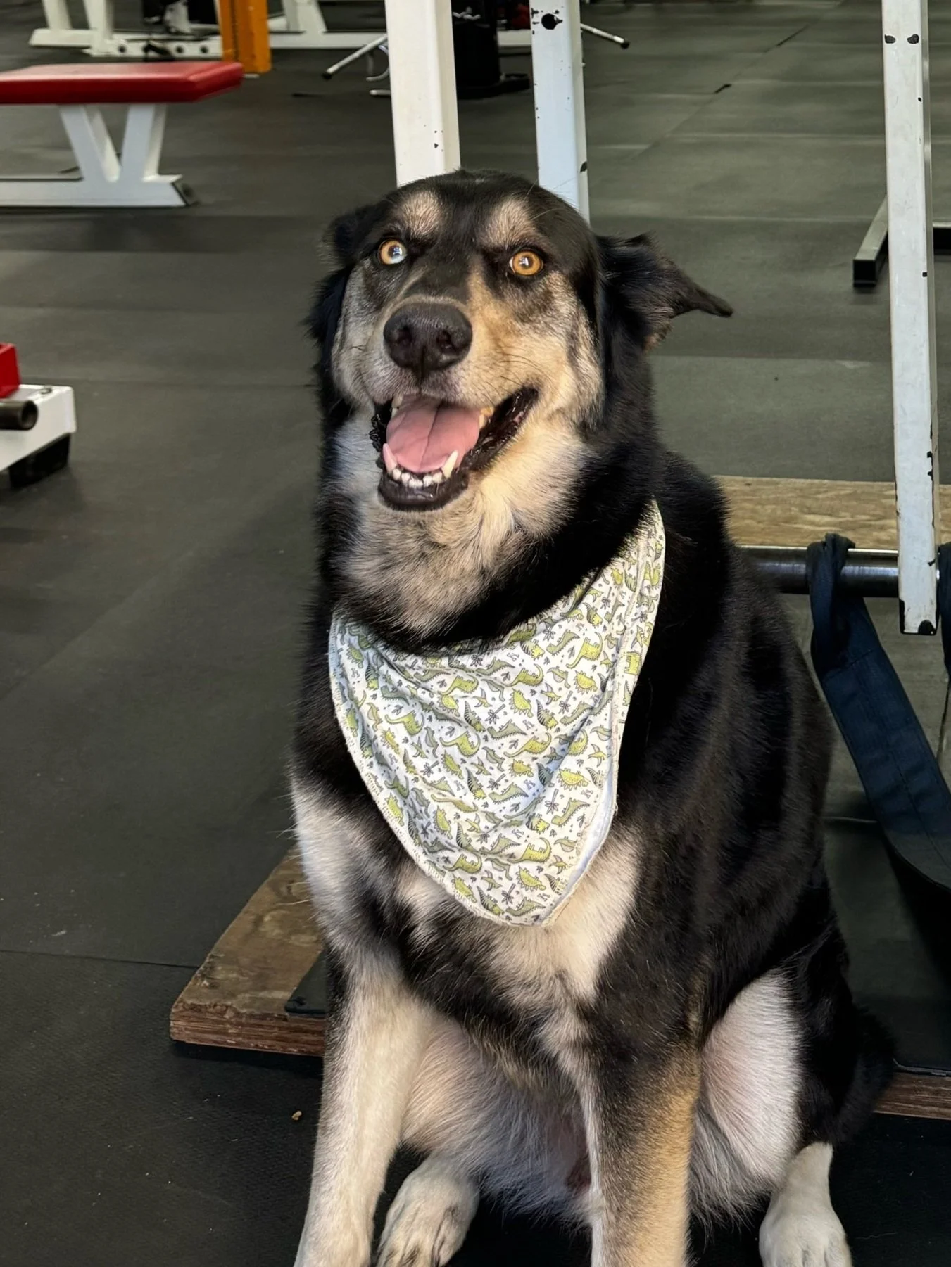 Staff — Iron Ritual Gym