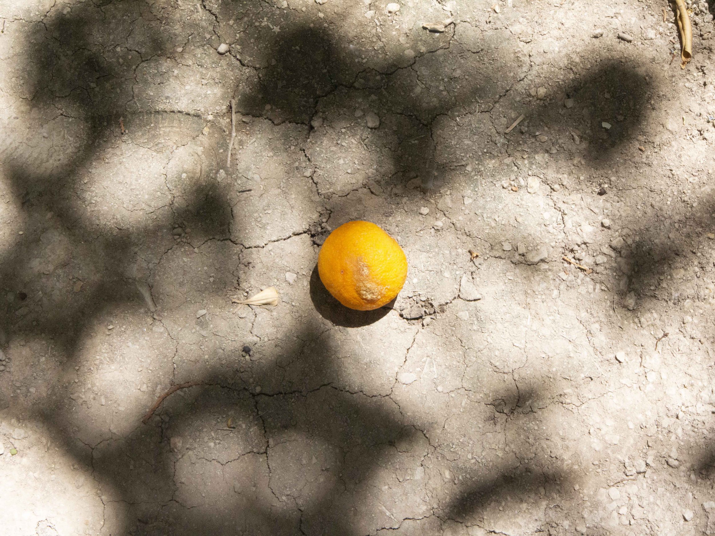 Oranges-1.jpg