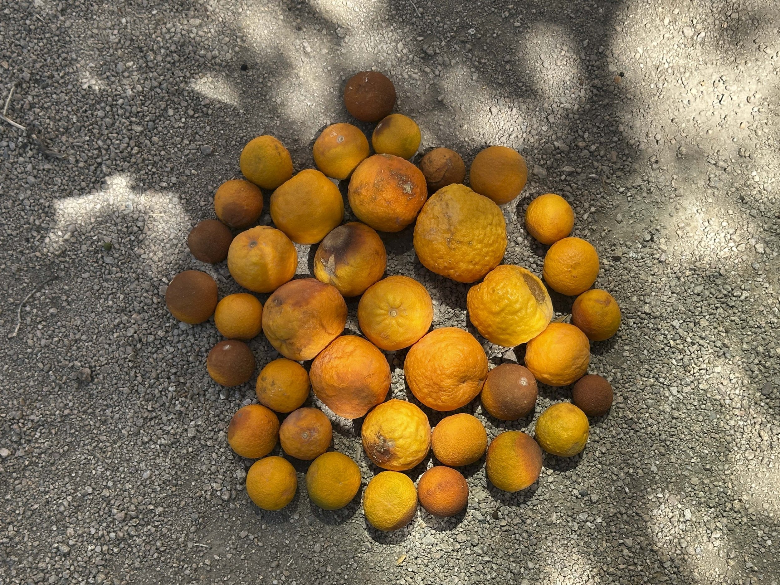 Oranges-2-2.jpg