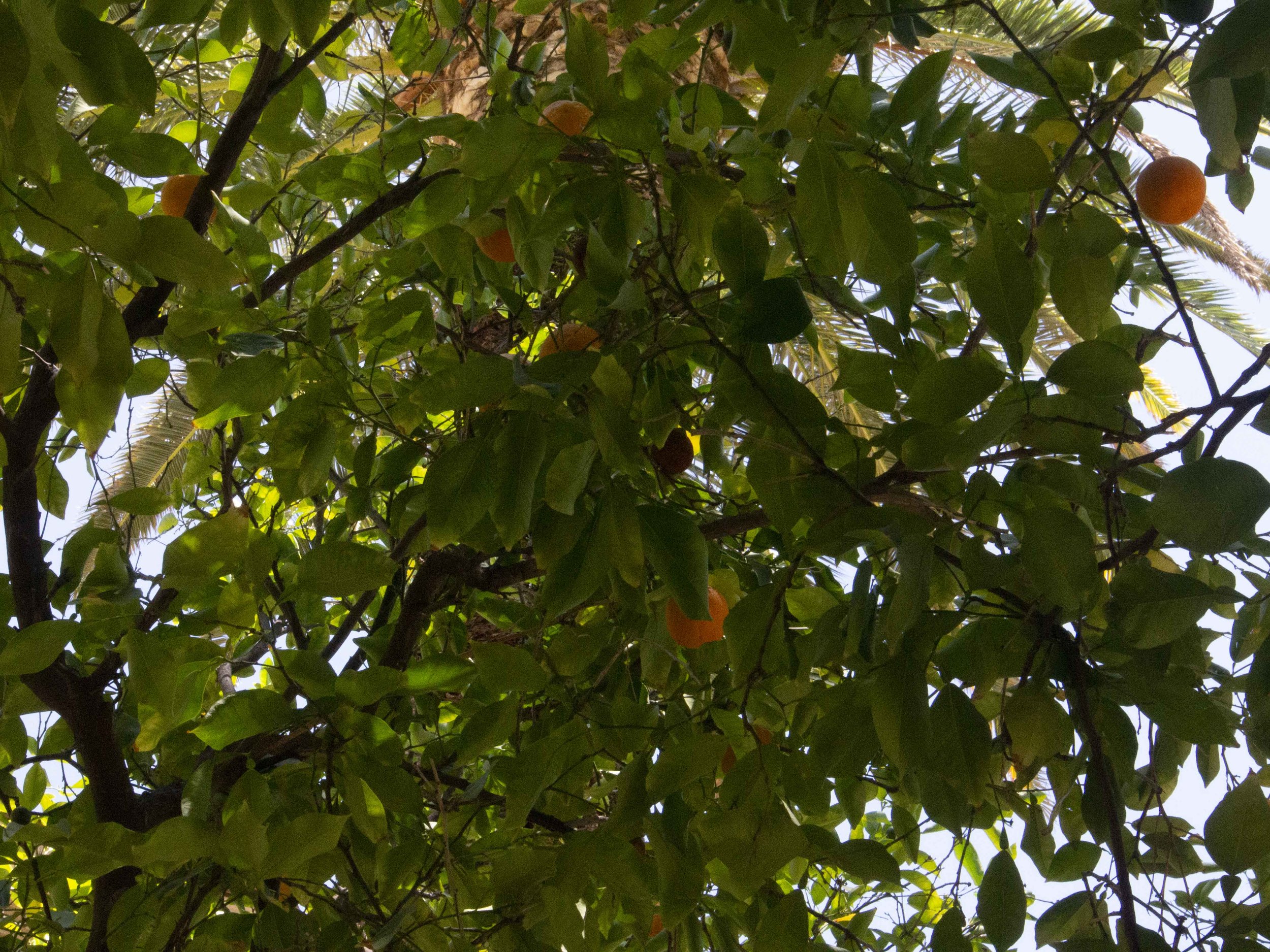 Oranges-4.jpg