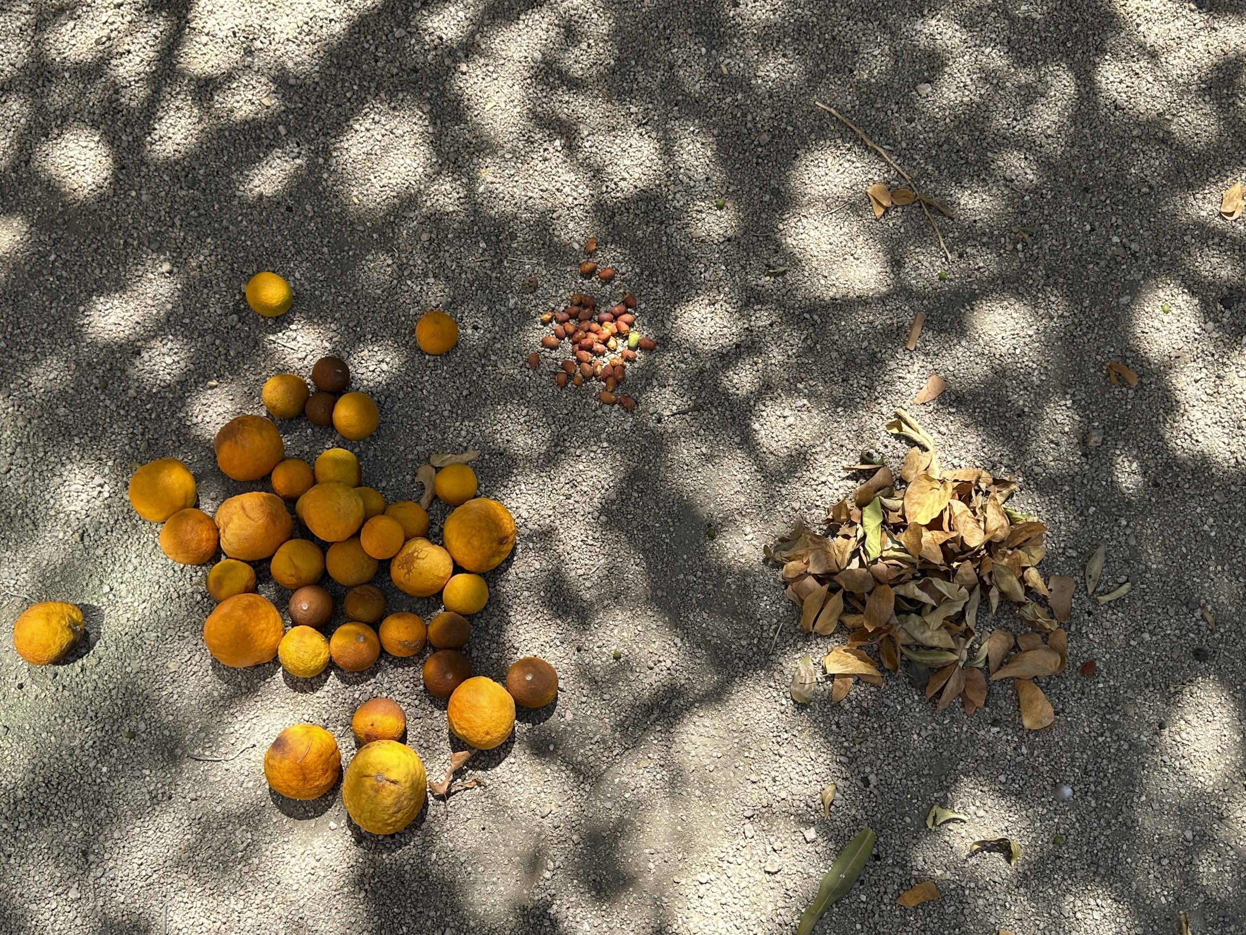 Oranges-1-2.jpg