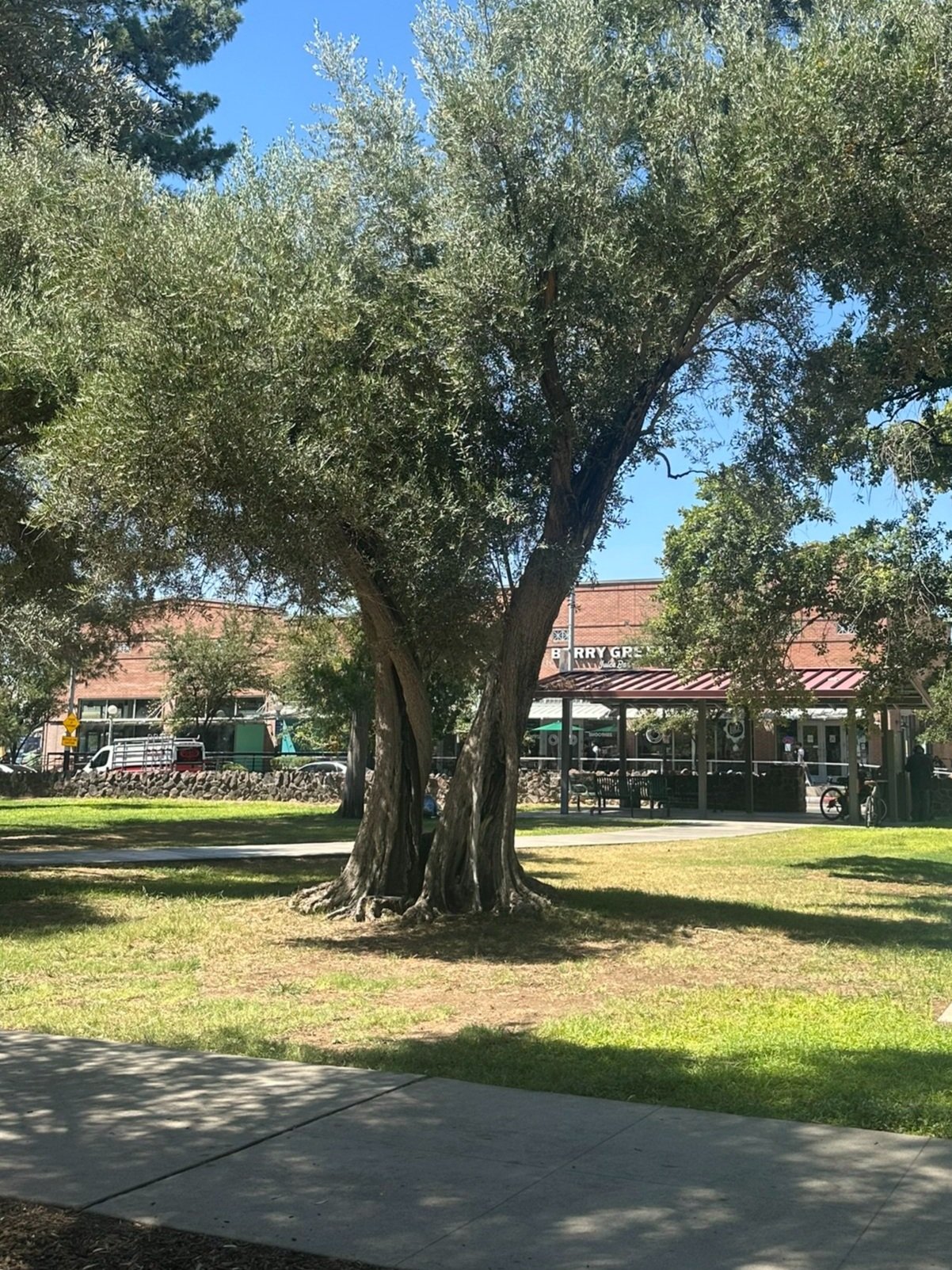 The Peace Tree