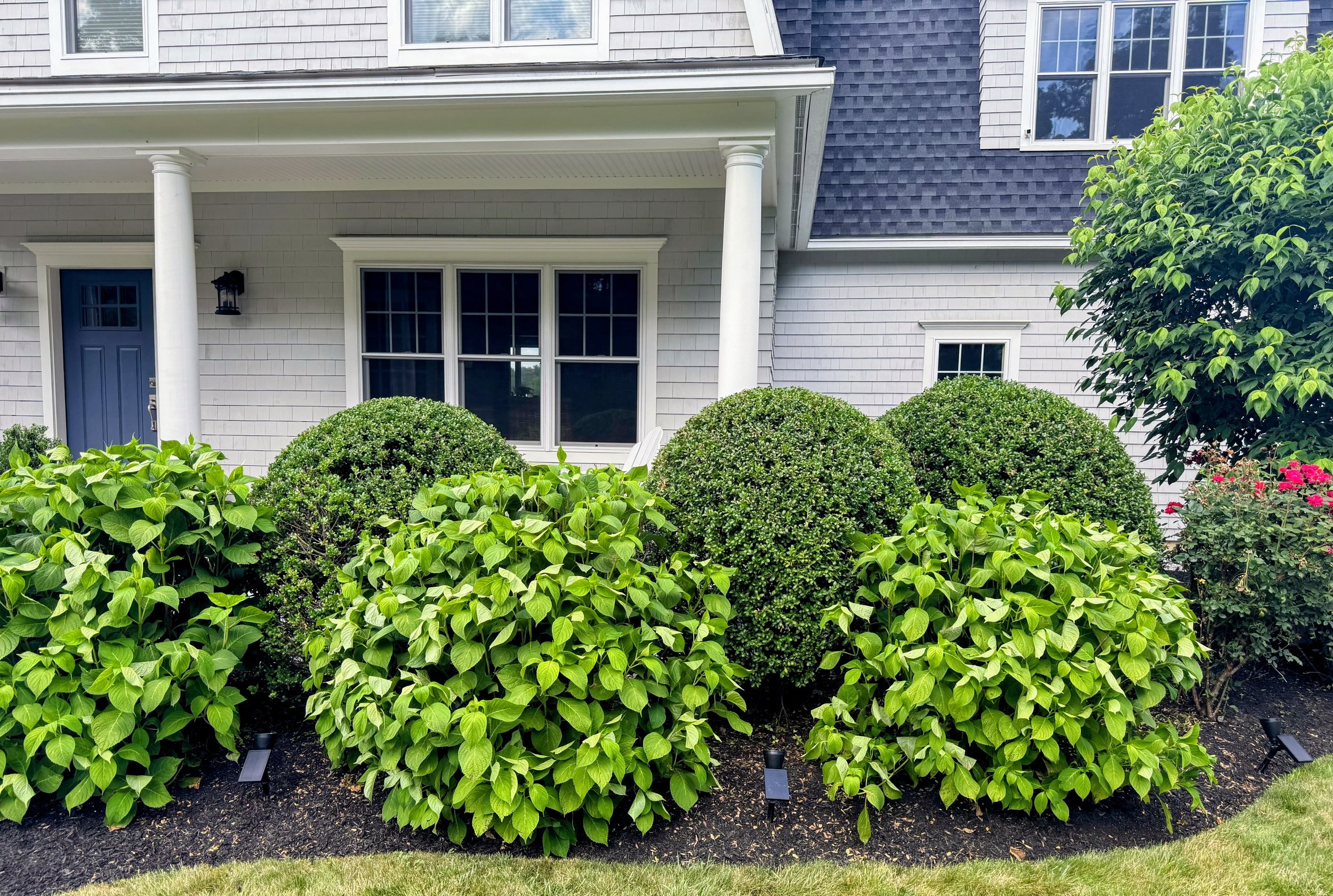 Shrub & Hedge Care