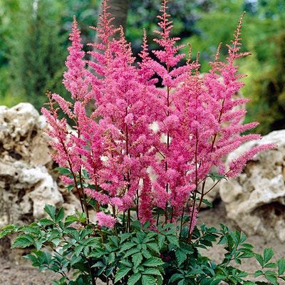 A pink astilbe plant in a garden.