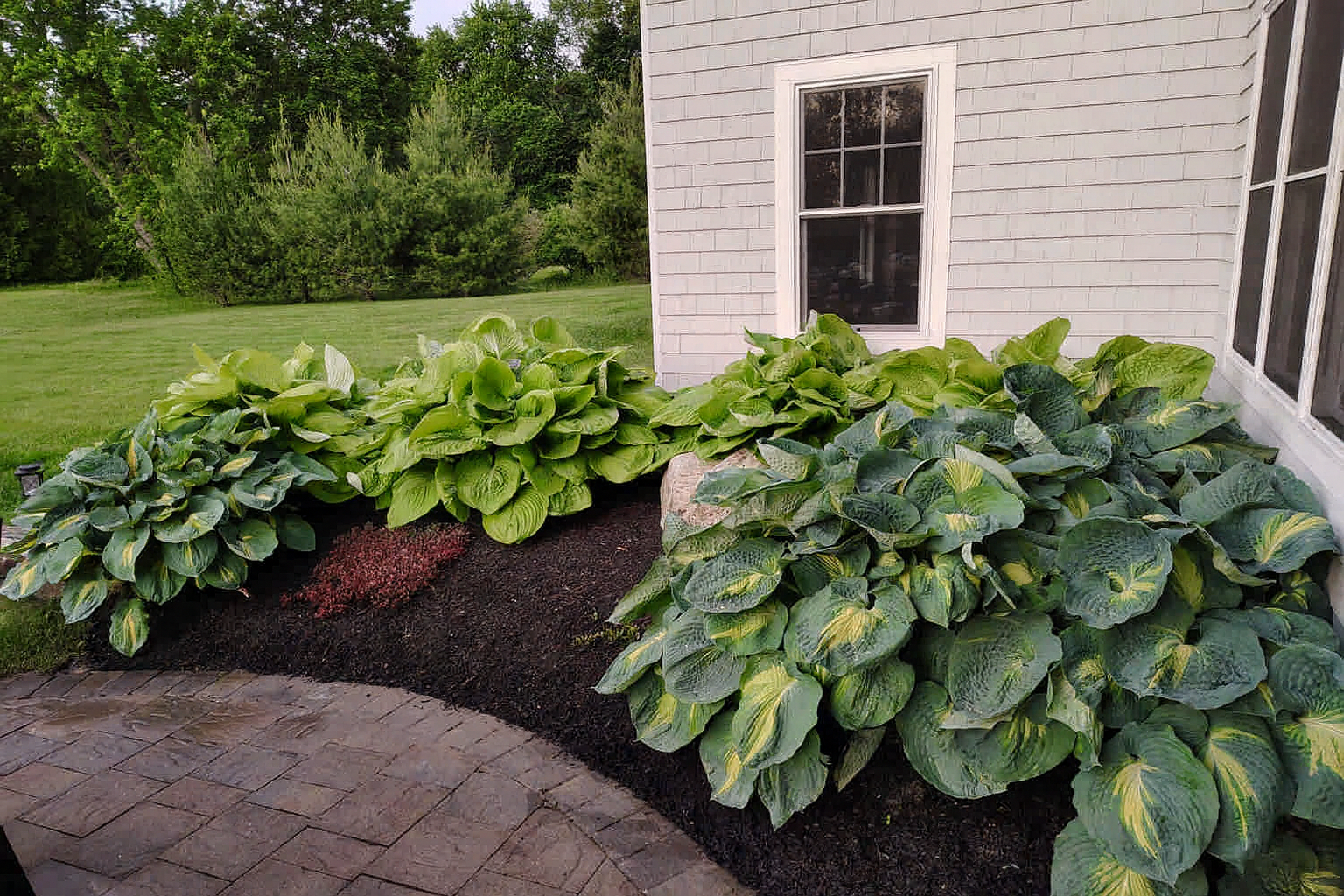 Giant hostas on a bed of black mulch in a Concord, MA property.