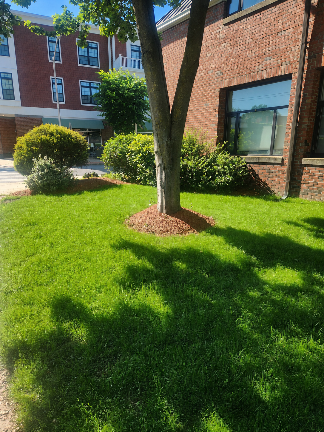 commercial-lawn-repair-in-belmont-ma.png