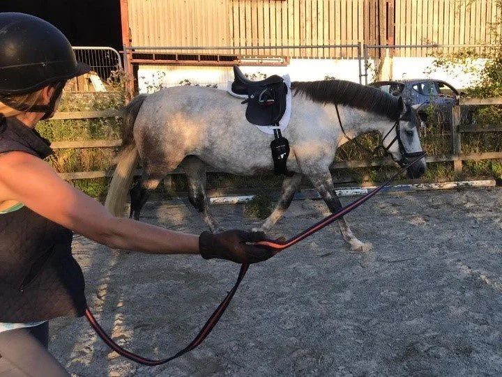 A person in equestrian gear with a helmet and gloves, training a gray horse in a sand paddock using a lunge line. The horse is wearing a saddle.