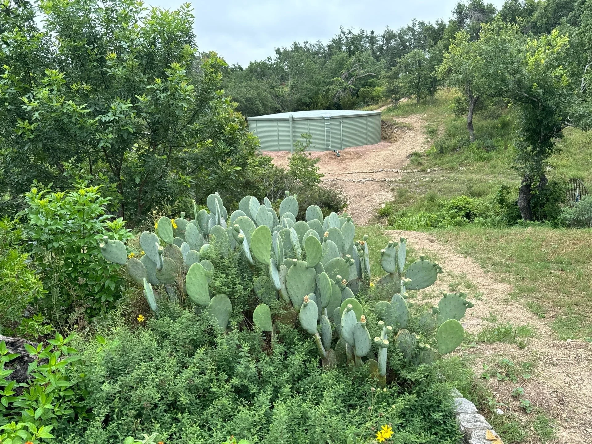 Pale green pioneer rainwater storage cistern tank in Austin, Texas that blends with the prickly pear cactus in the foreground