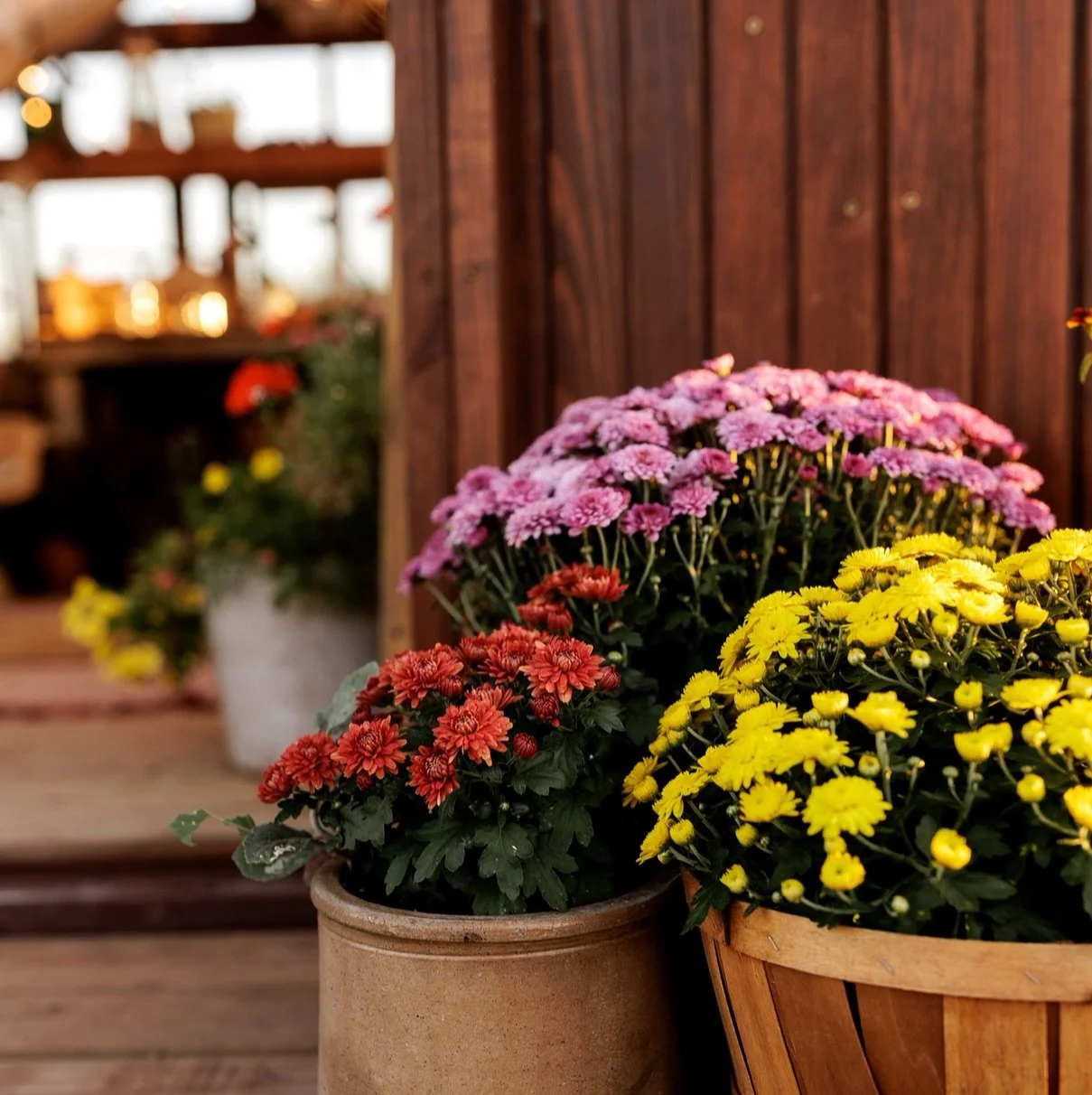 Fall is approaching! The greenhouse will slowly transition over to fall starting in September and last through 10/19. Then we will be moving over to Christmas decor since it takes a while to clean out the greenhouse and get all the trees and decor se