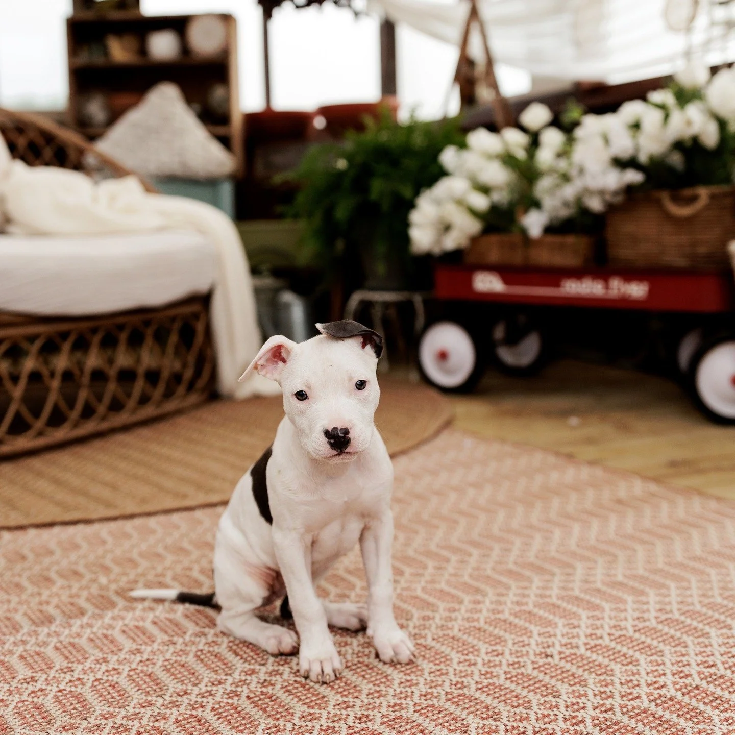 It doesn't get much cuter than a puppy in a greenhouse! 

We have availability on our website through July -- we will be adding more dates as well once we know more about our summer plans. 

The greenhouse is AMAZING in the any time of day because we