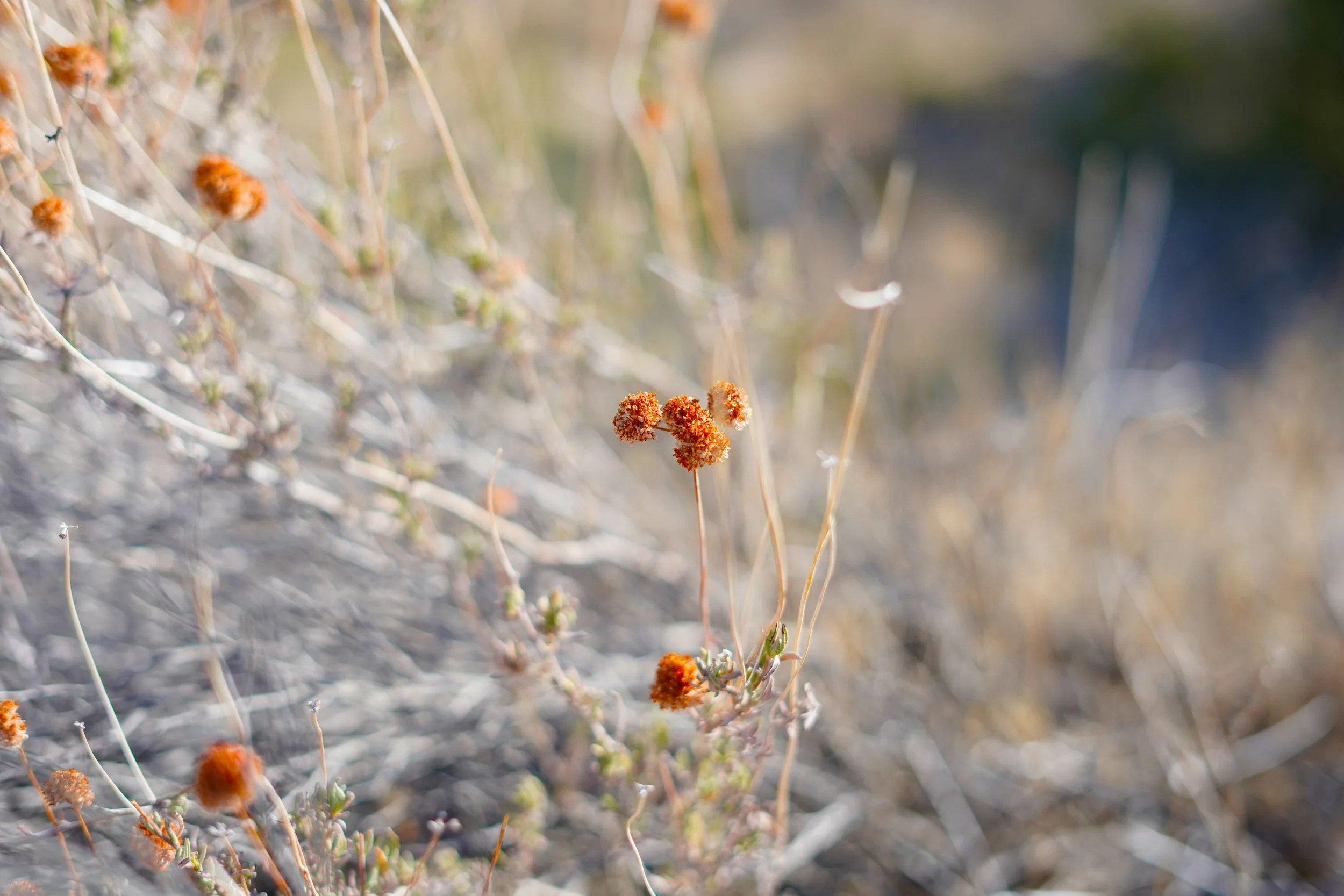 Dried red flowers in desert shrubbery.