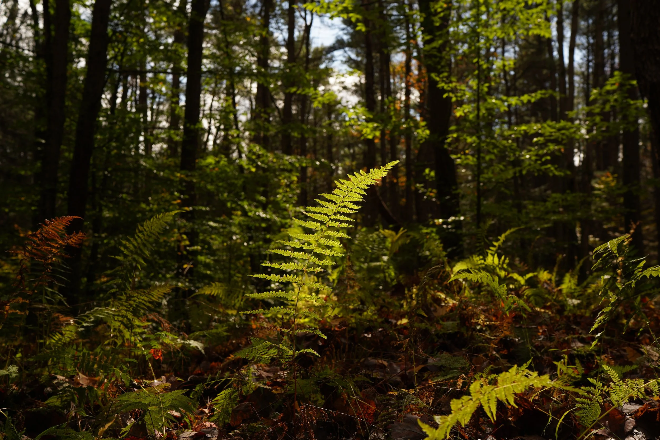 Leaf illuminated among foliage in the forest.