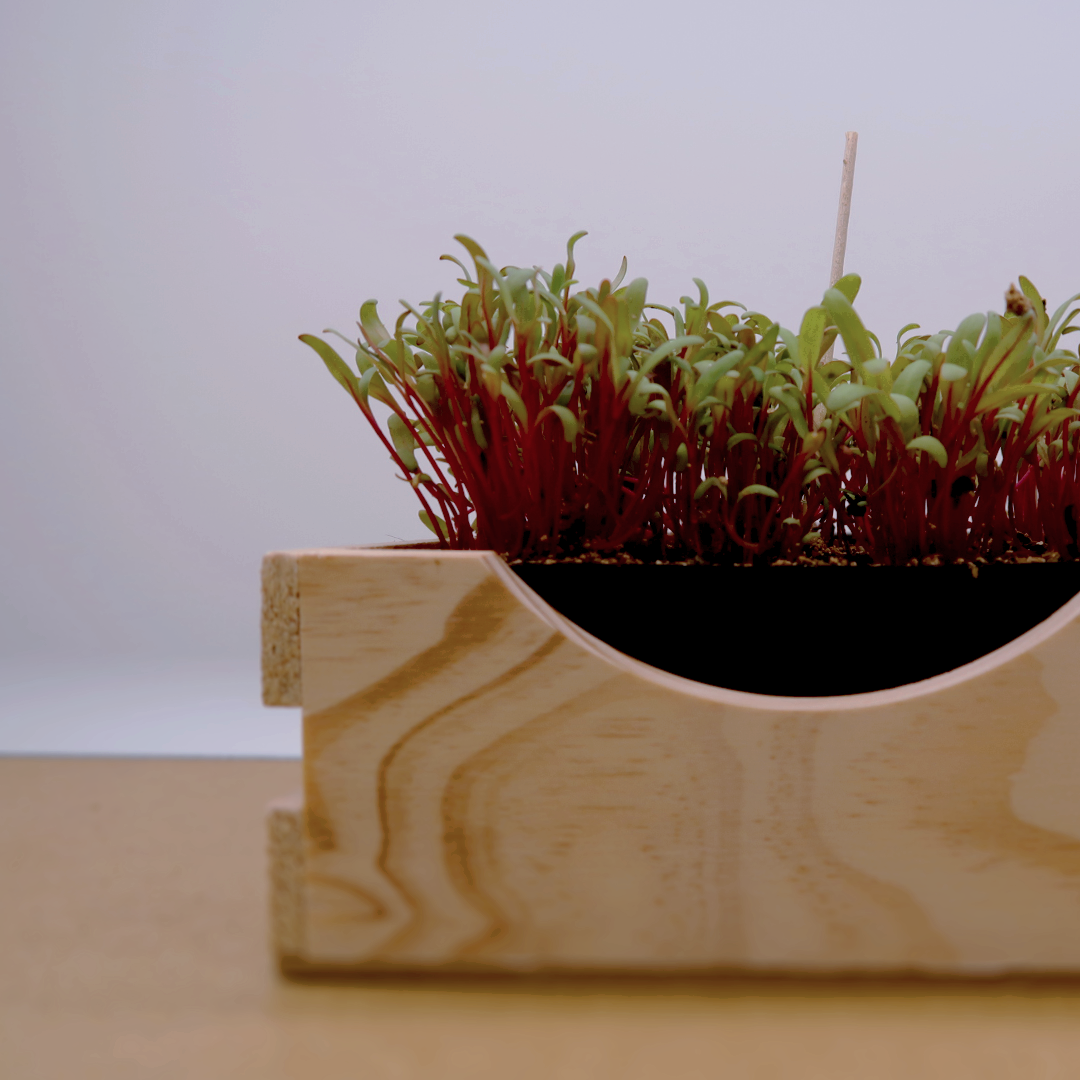 Microgreen Beterraba