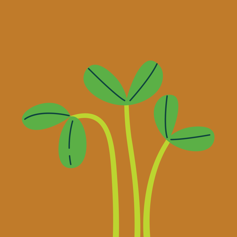 Girassol.png