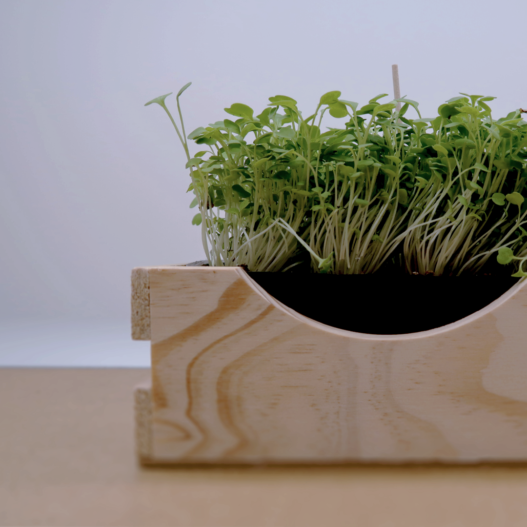 Microgreen Rúcula