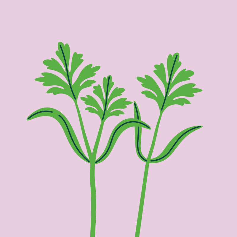 cenoura.png