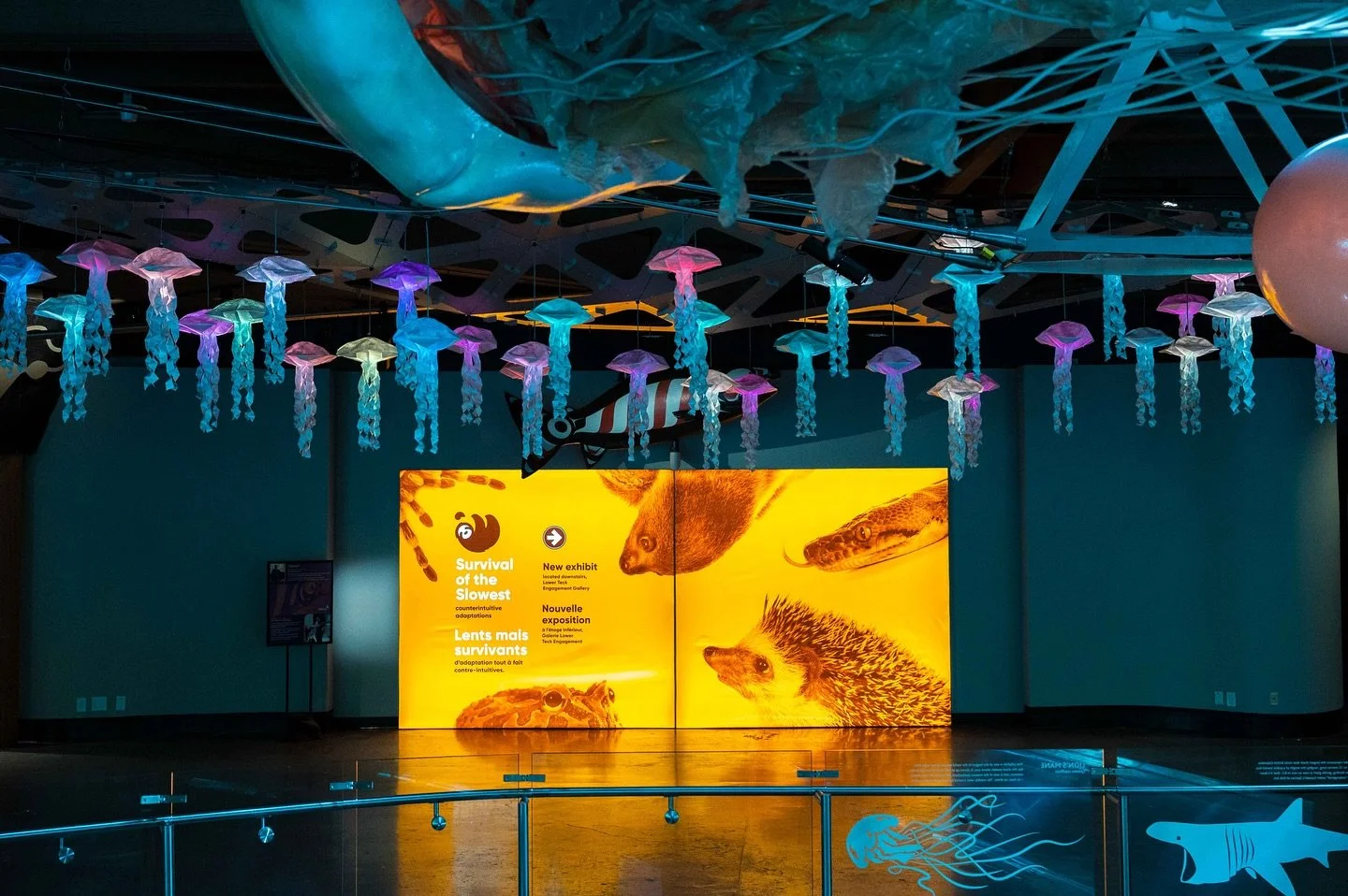 Just a typical Tuesday for the @foundersmedia.ca team 🤠🫡

We were tasked with capturing marketing assets (commercial photo and video) for @littlerays Survival of the Slowest 🦥 , currently exhibiting at the Vancouver Aquarium 🪼and got up close and