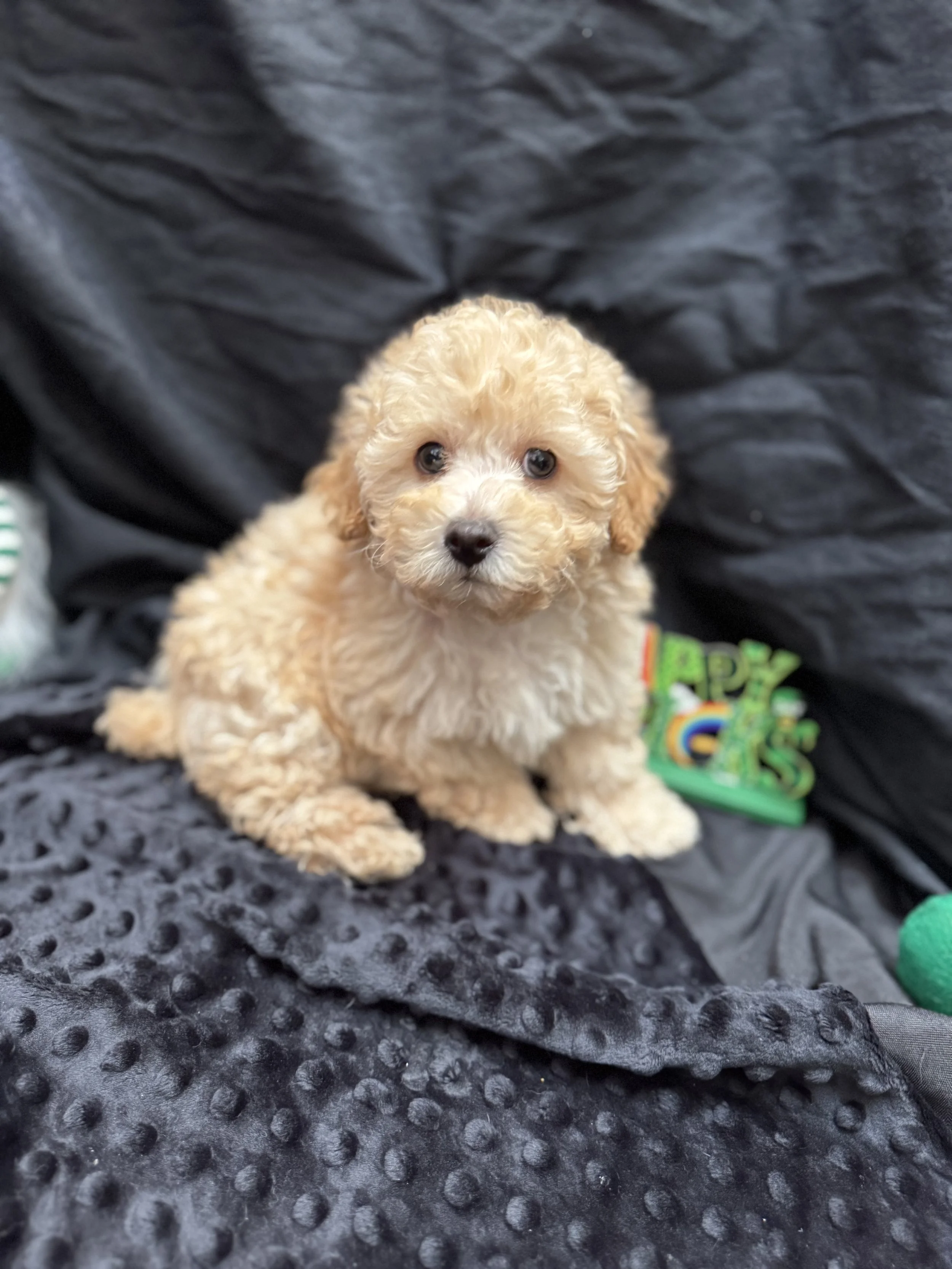 Photo Feb 22 2026, 11 58 19 AM.jpg