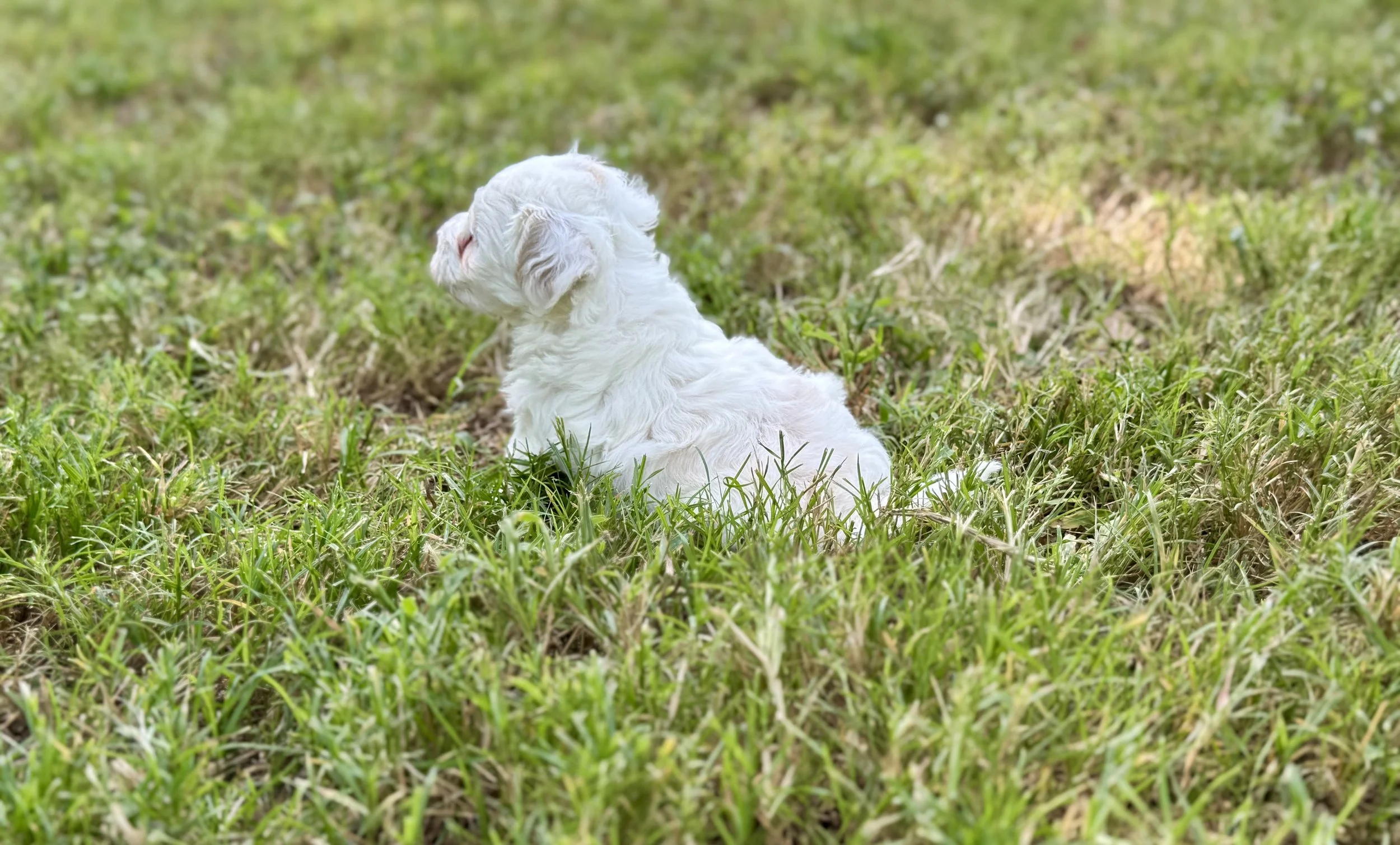 IMG_0808.jpeg