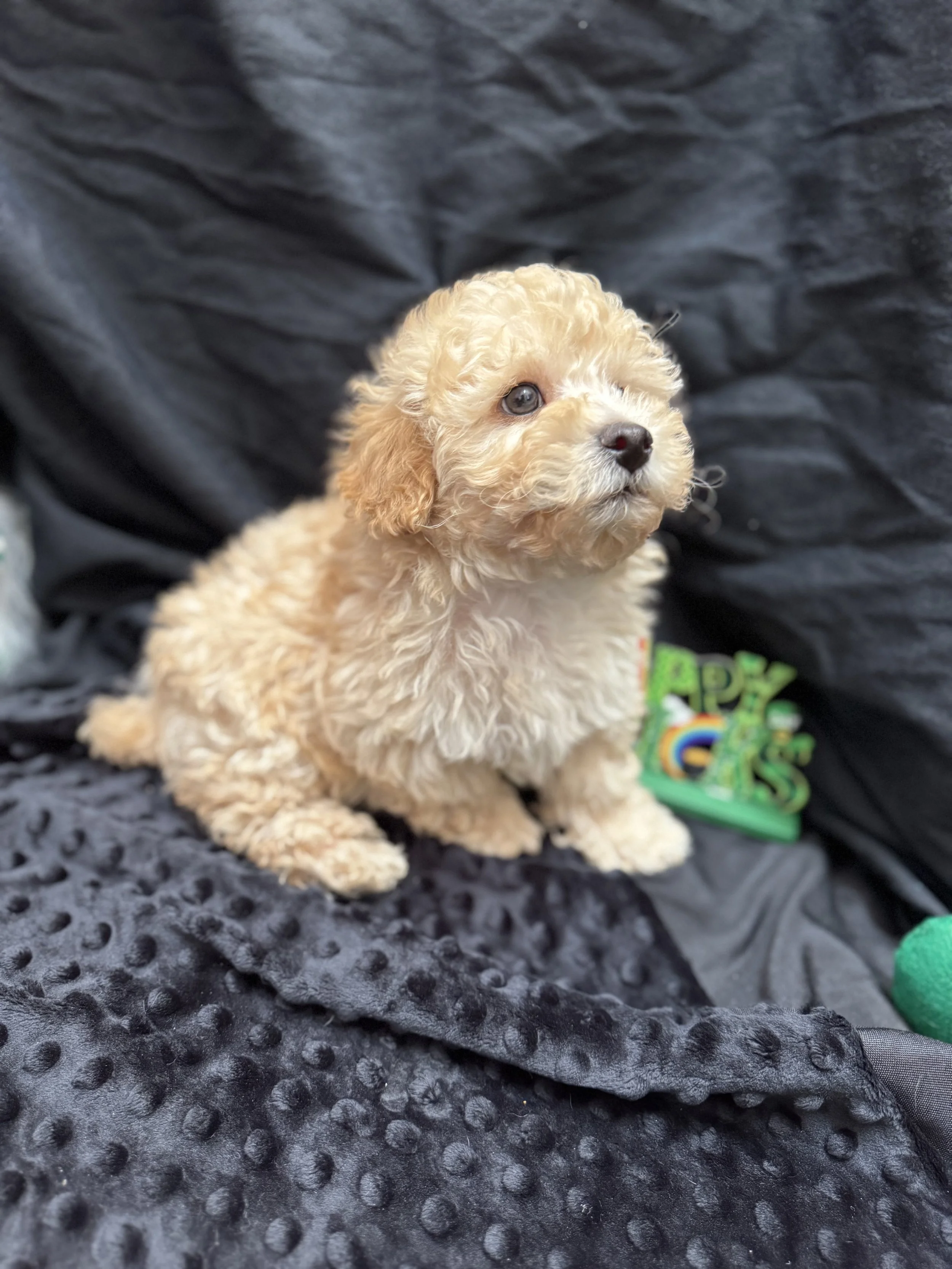 Photo Feb 22 2026, 11 58 20 AM.jpg