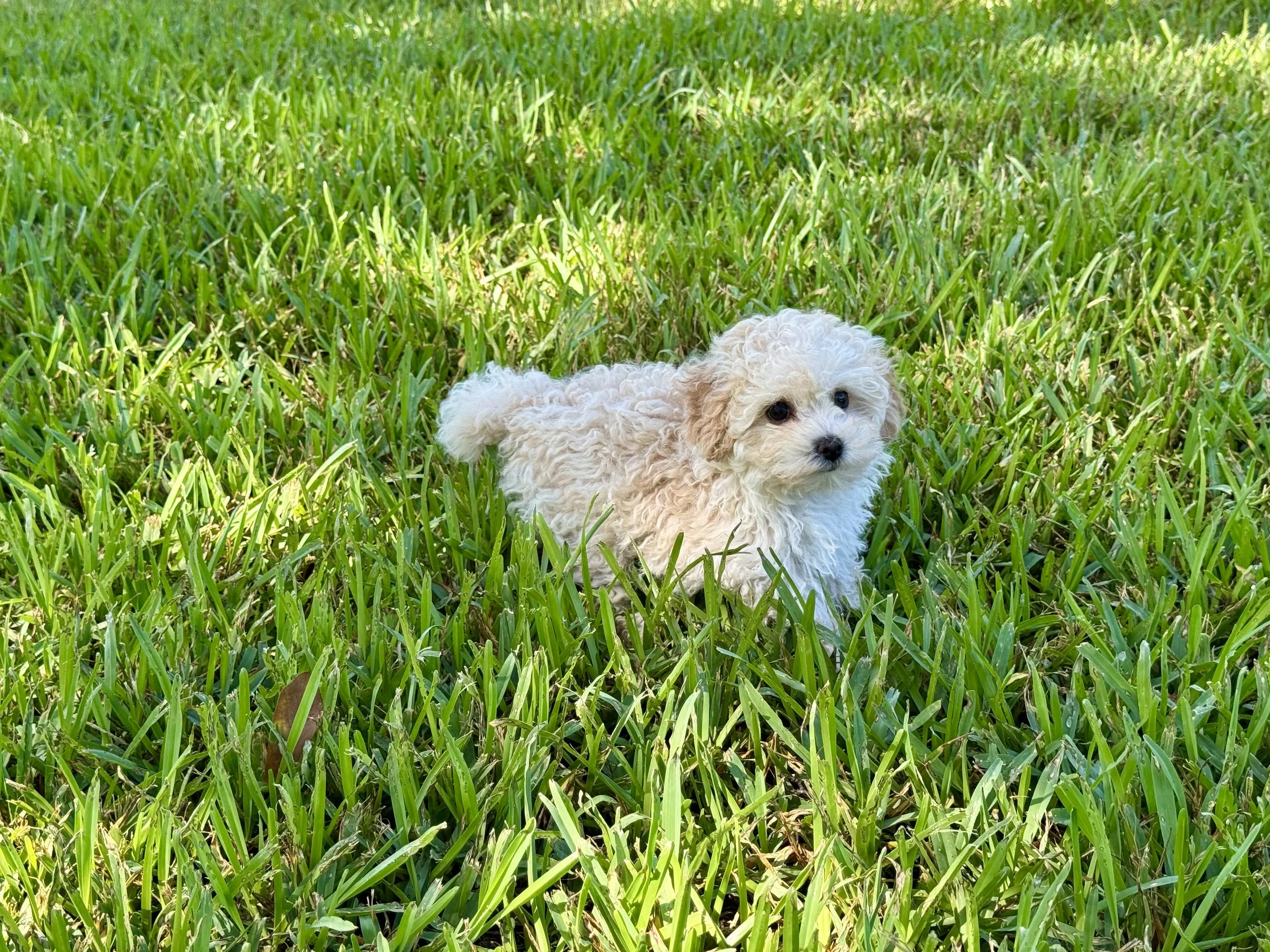 IMG_0488.jpeg