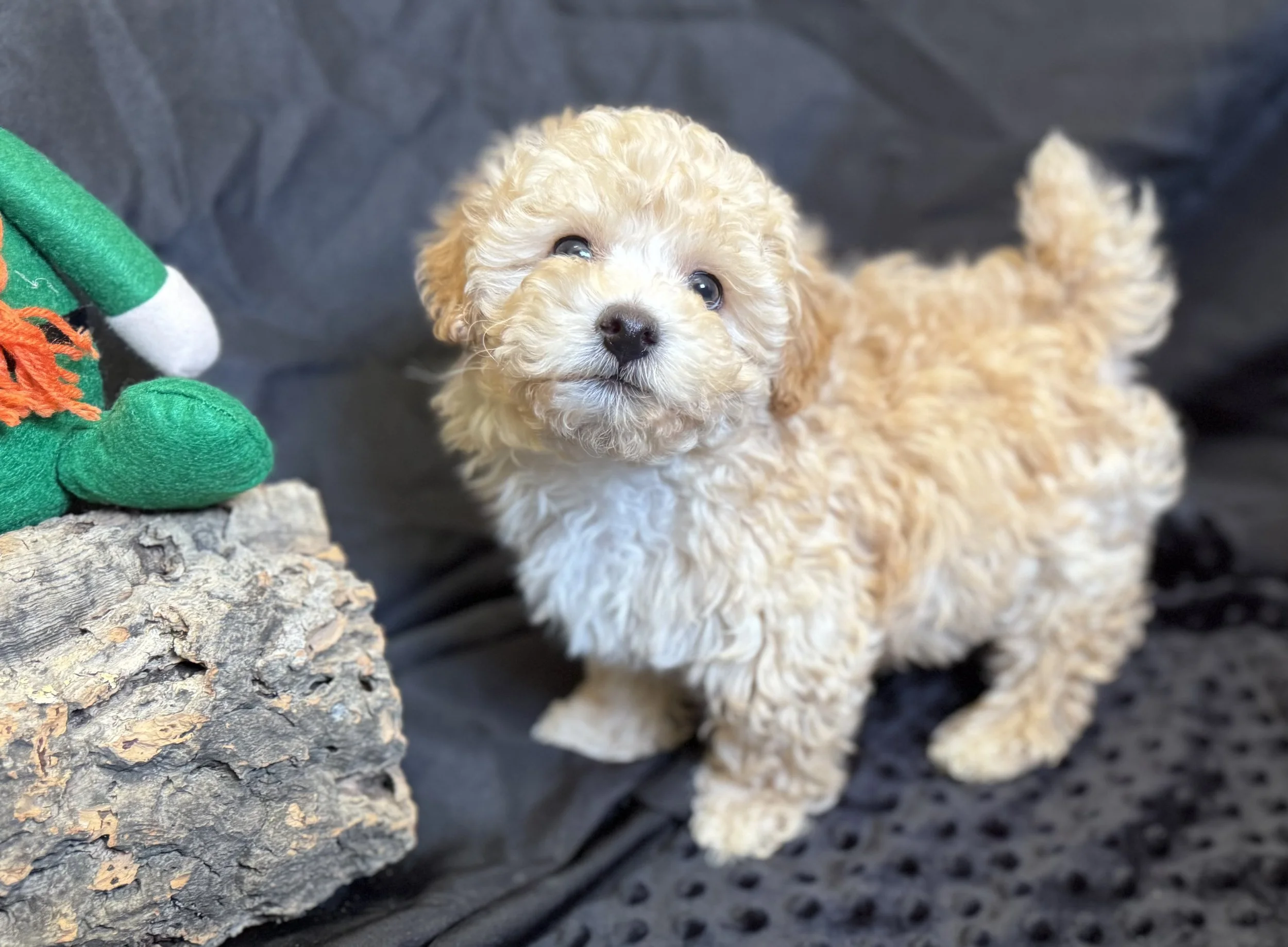 Photo Feb 22 2026, 11 59 35 AM.jpg