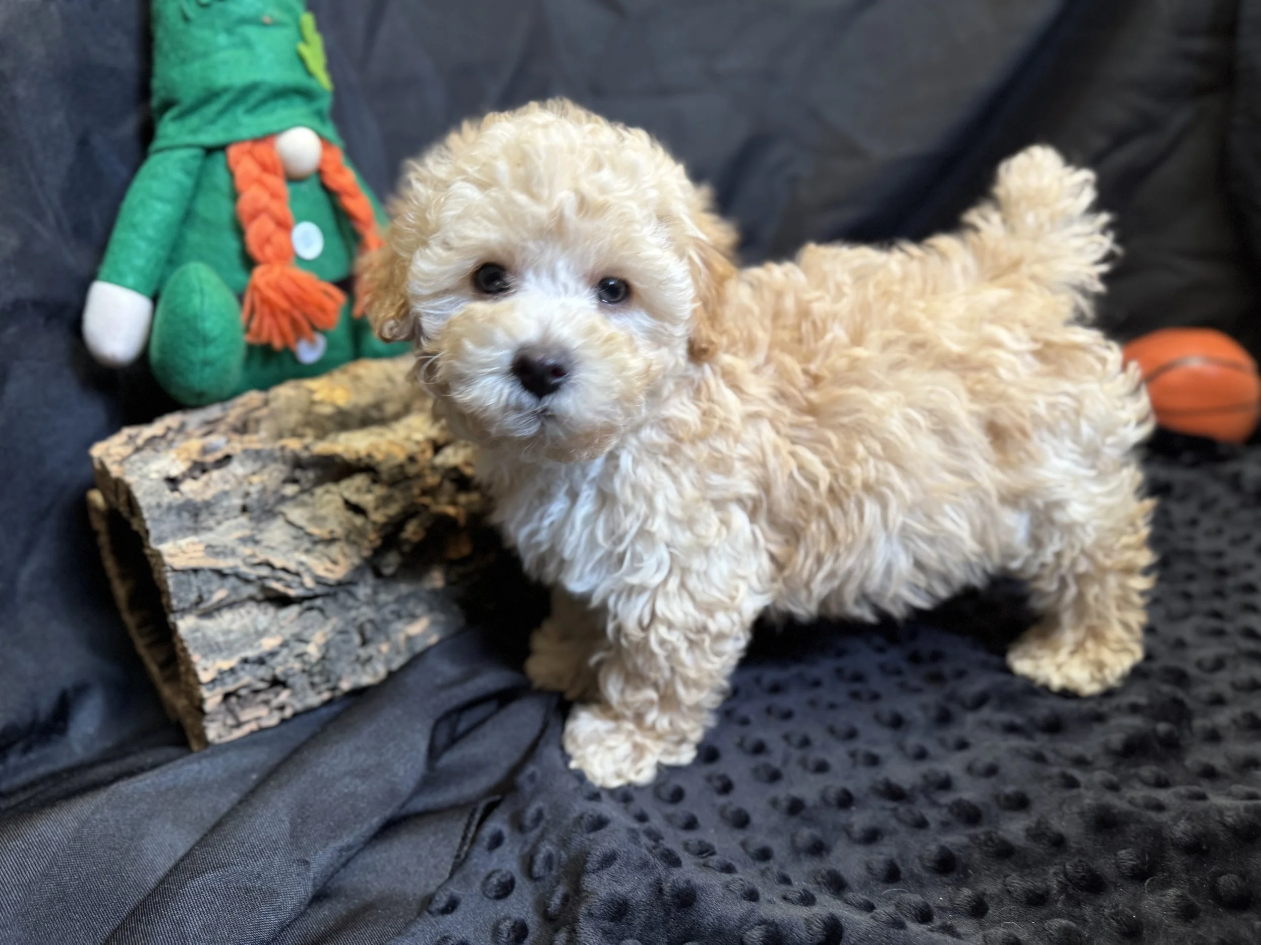 Photo Feb 22 2026, 12 01 14 PM.jpg