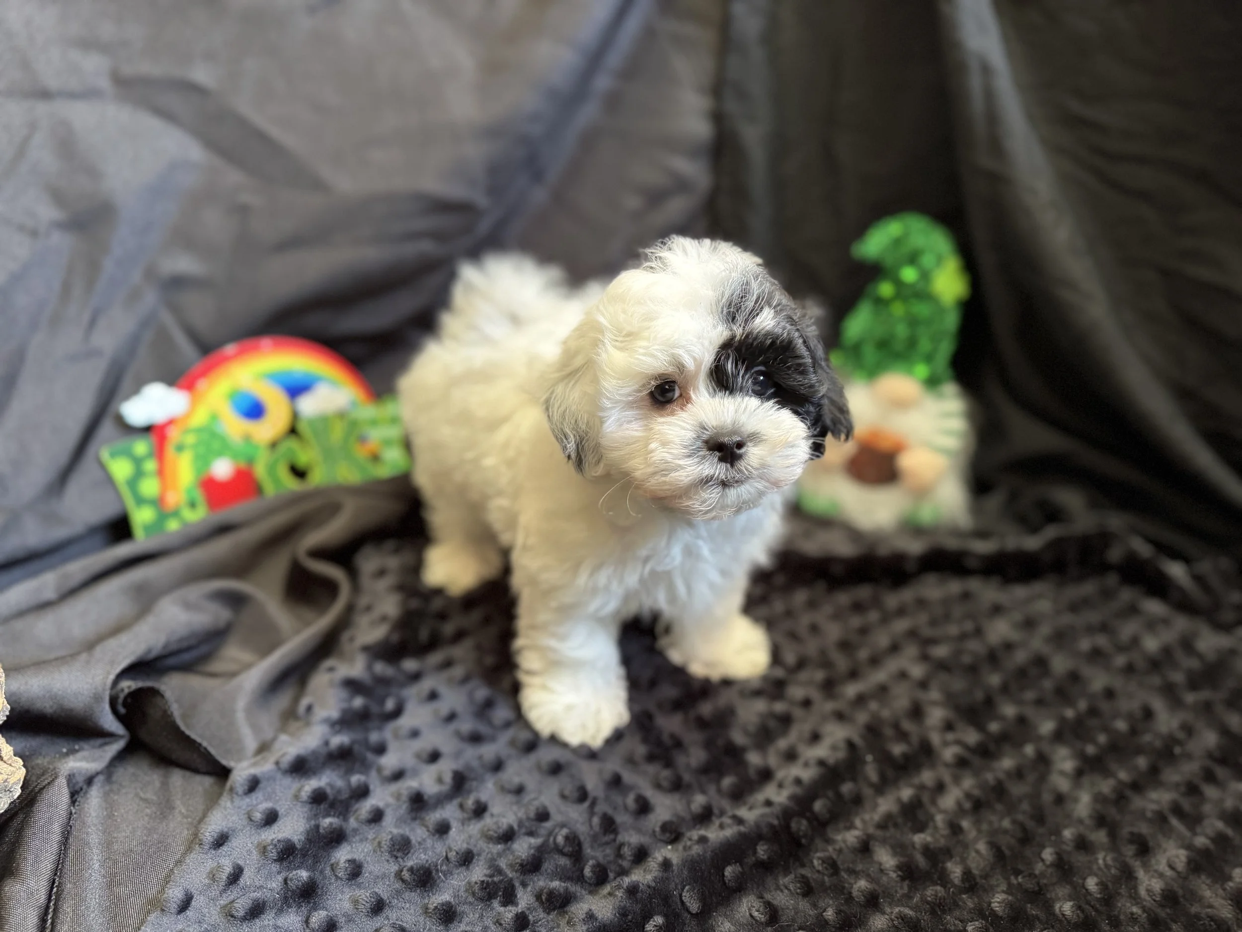 Photo Feb 22 2026, 11 50 32 AM.jpg