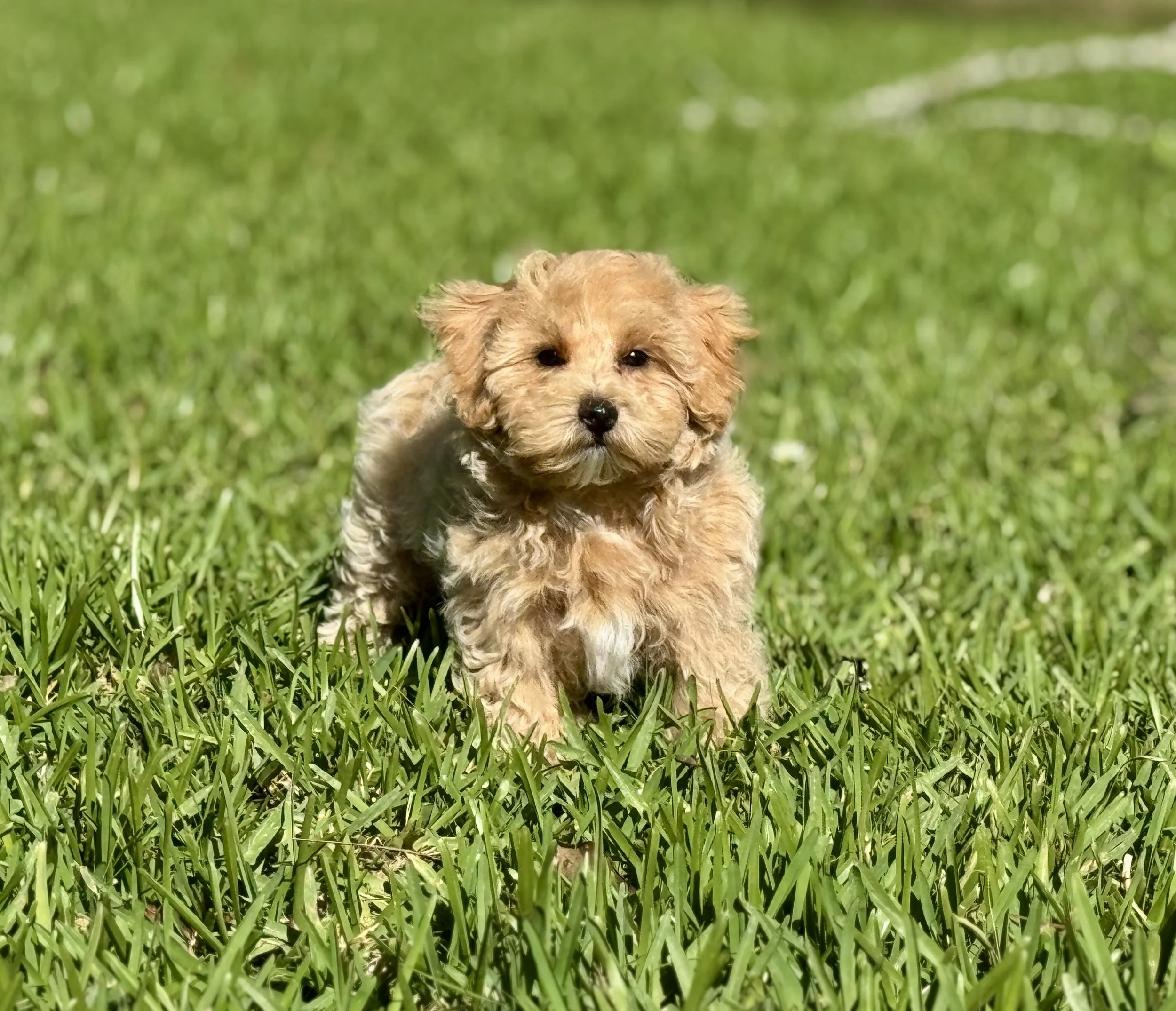 Photo Mar 22 2026, 4 59 54 PM.jpg