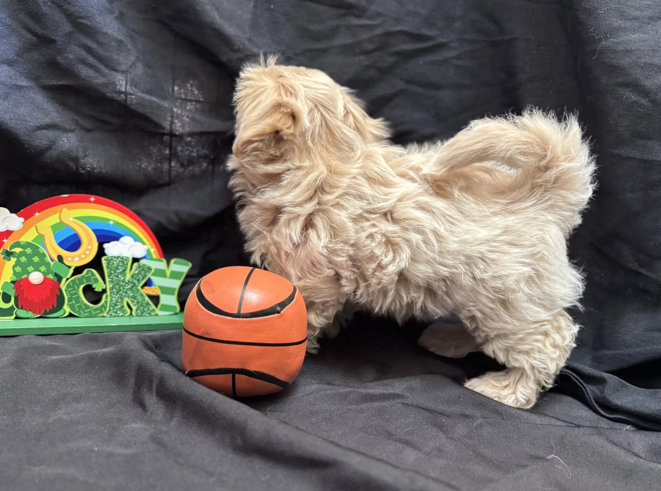 Photo Feb 22 2026, 11 30 24 AM.jpg