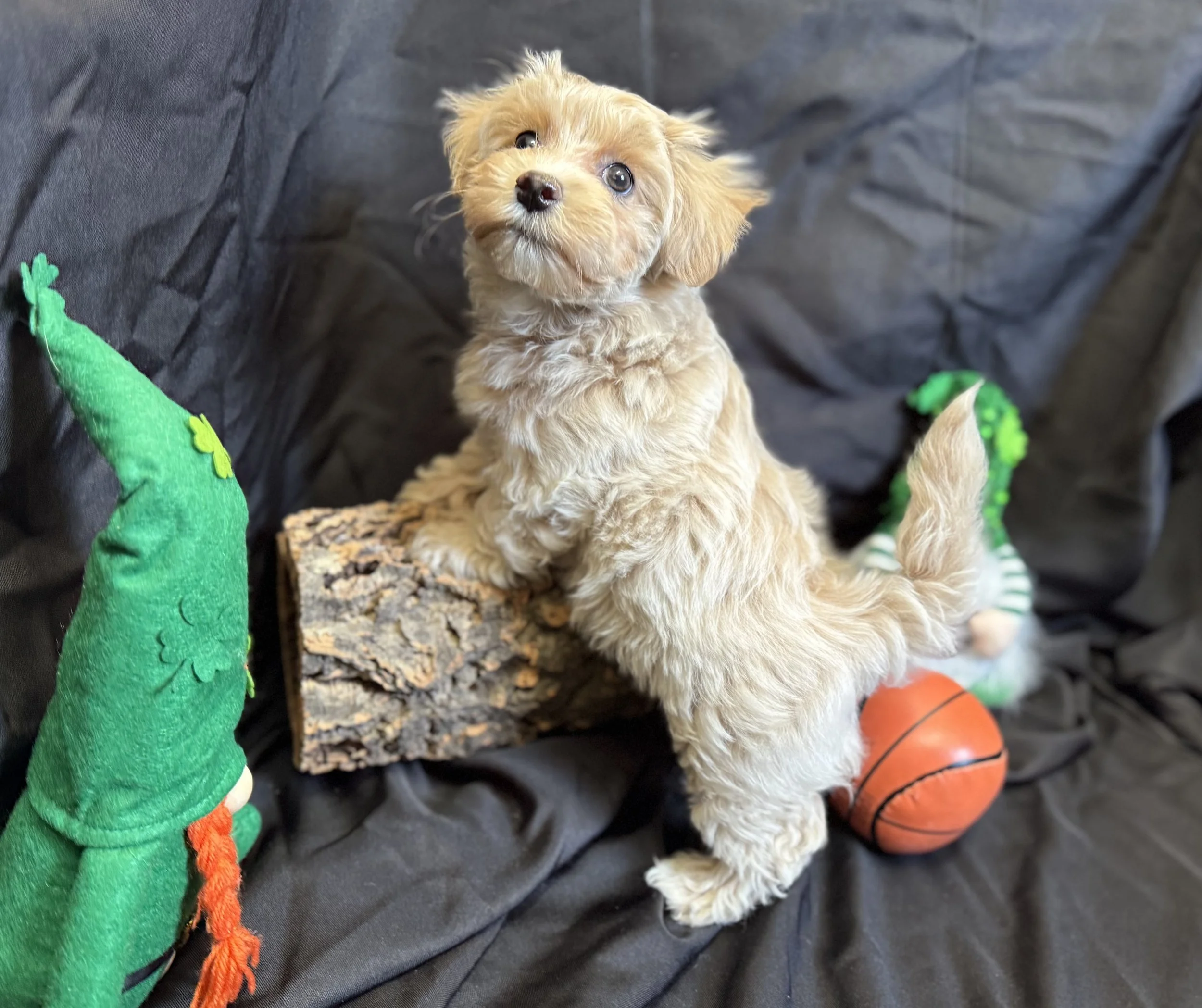 Photo Feb 22 2026, 11 32 37 AM (1).jpg