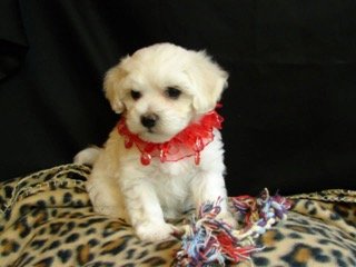 Maltipoo Puppy