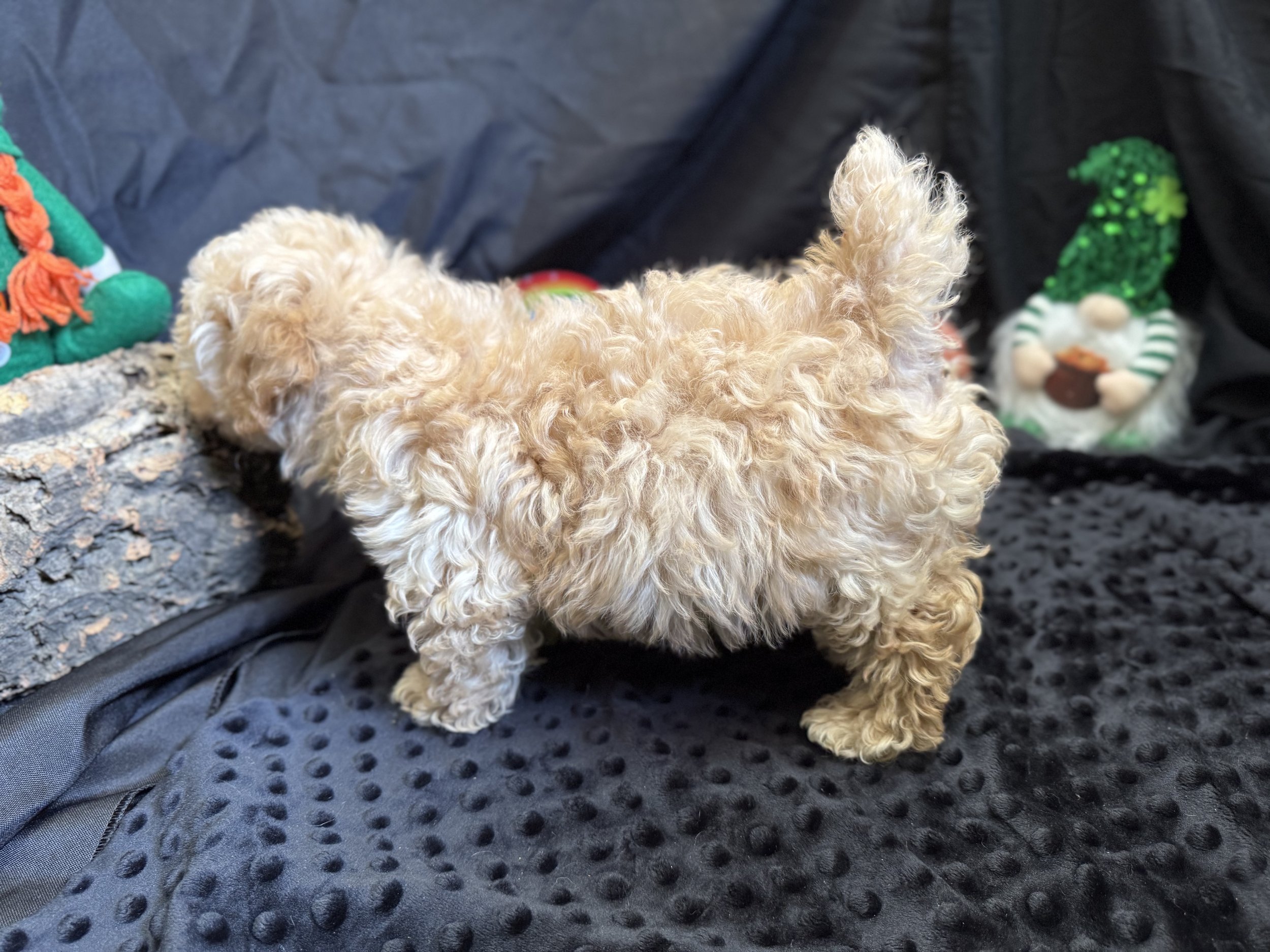 Photo Feb 22 2026, 12 01 00 PM.jpg