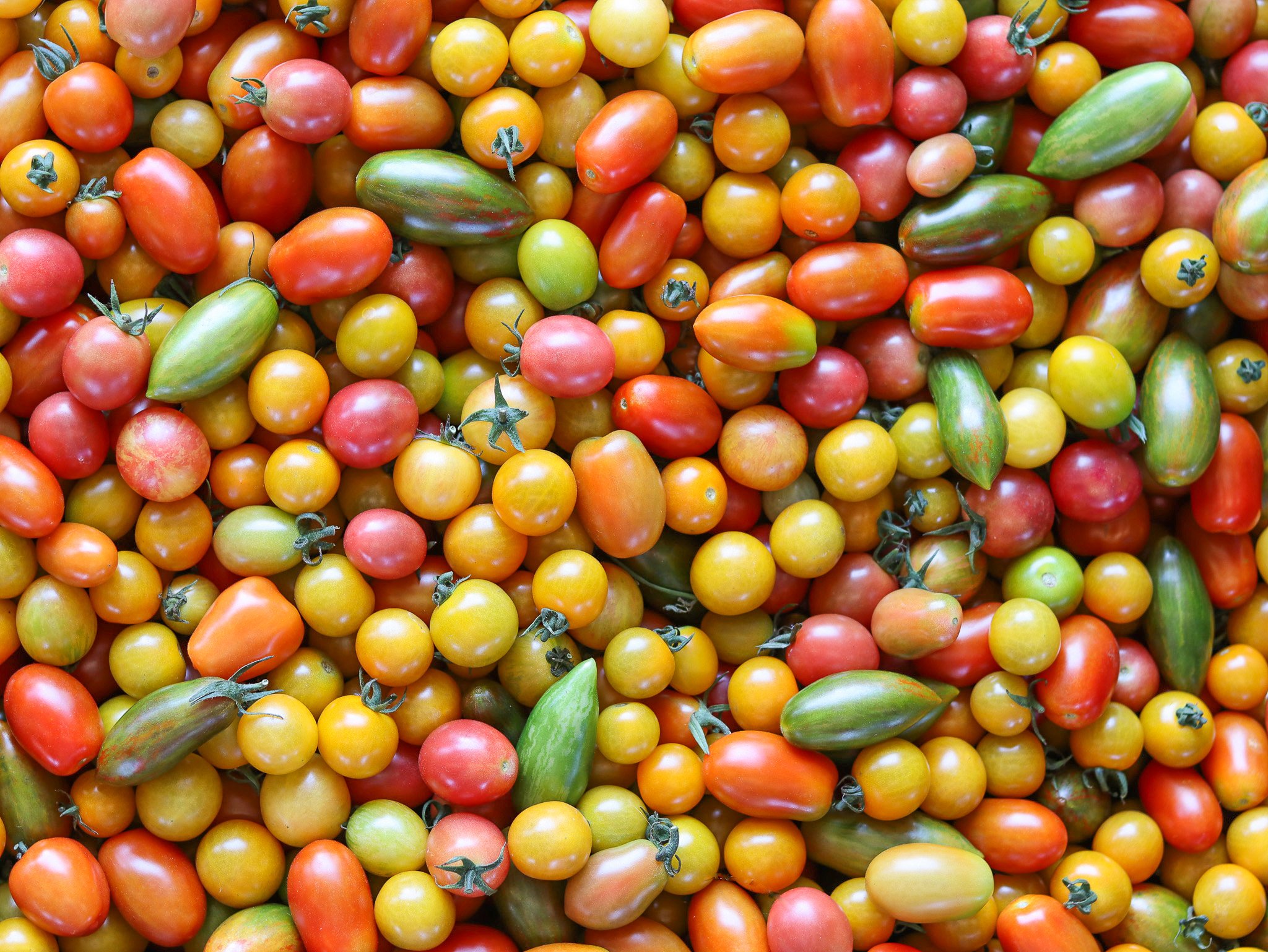 WBF Cherry Tomatoes 5 (2).jpg