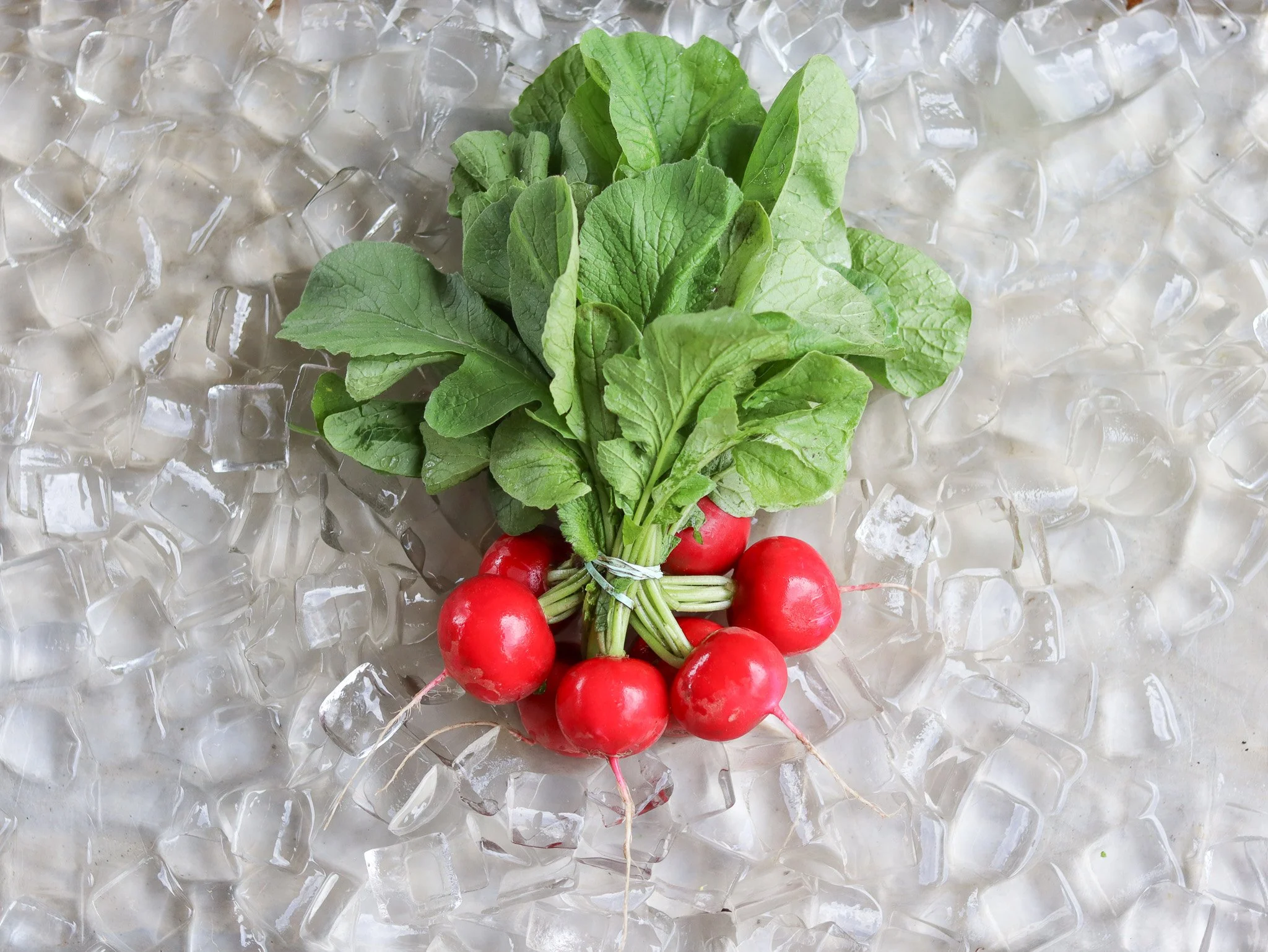 WBF Radish Red.jpg