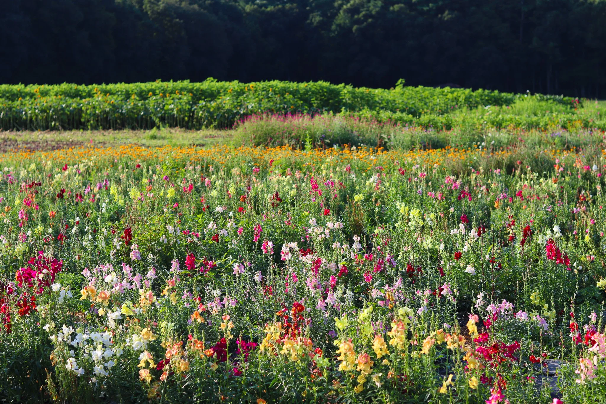 Flower field.jpg