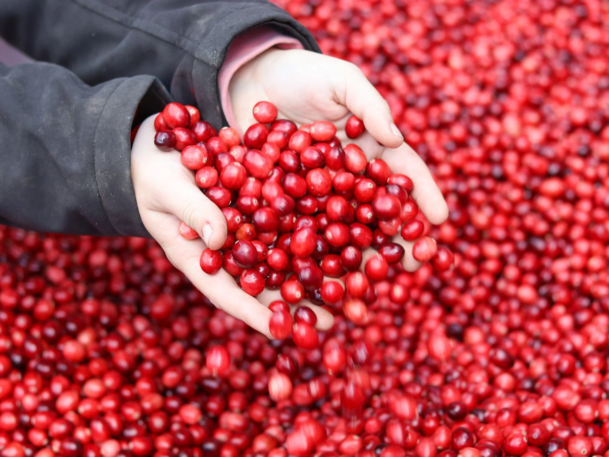 MA Cranberries (3).jpg