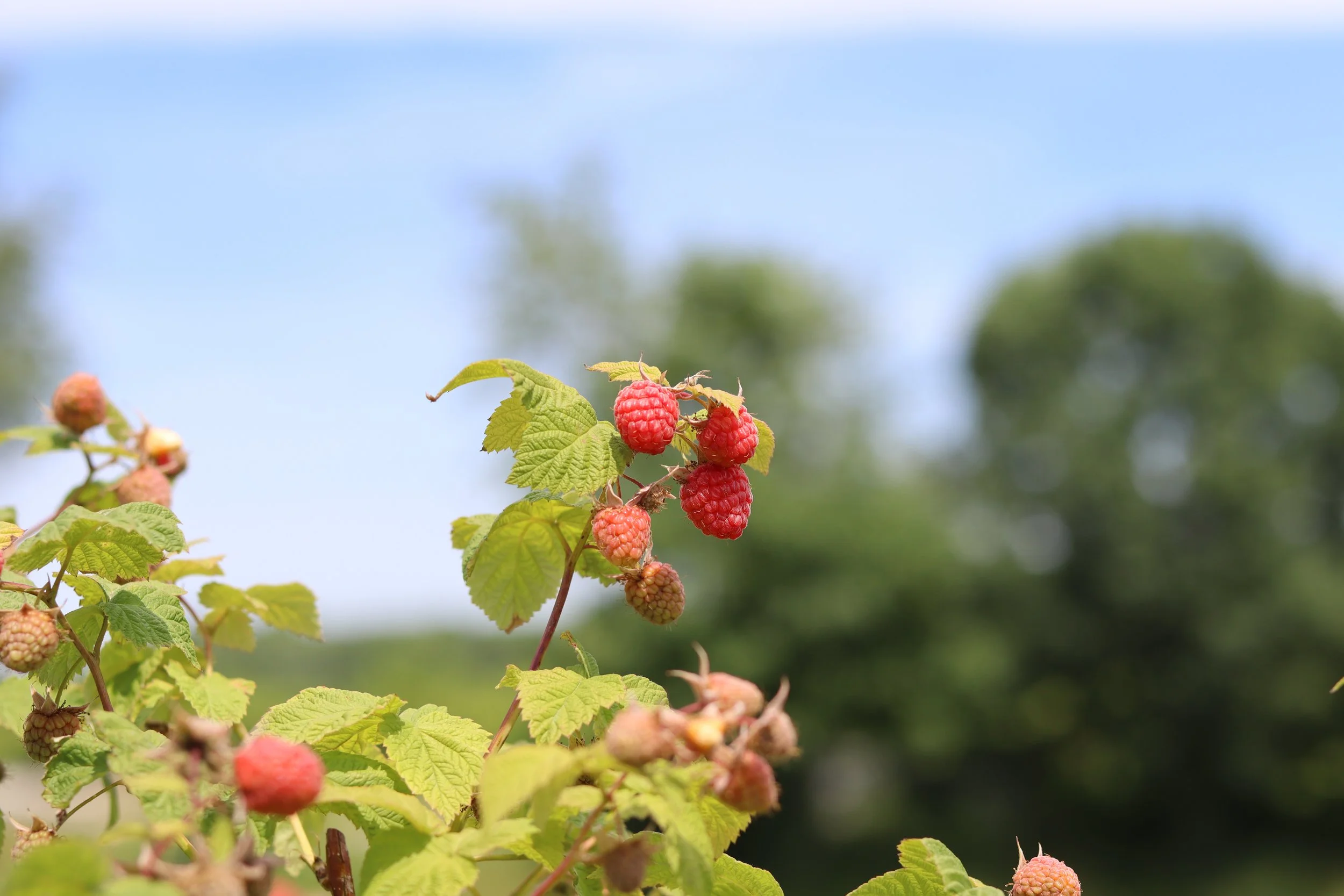 Nature Photography