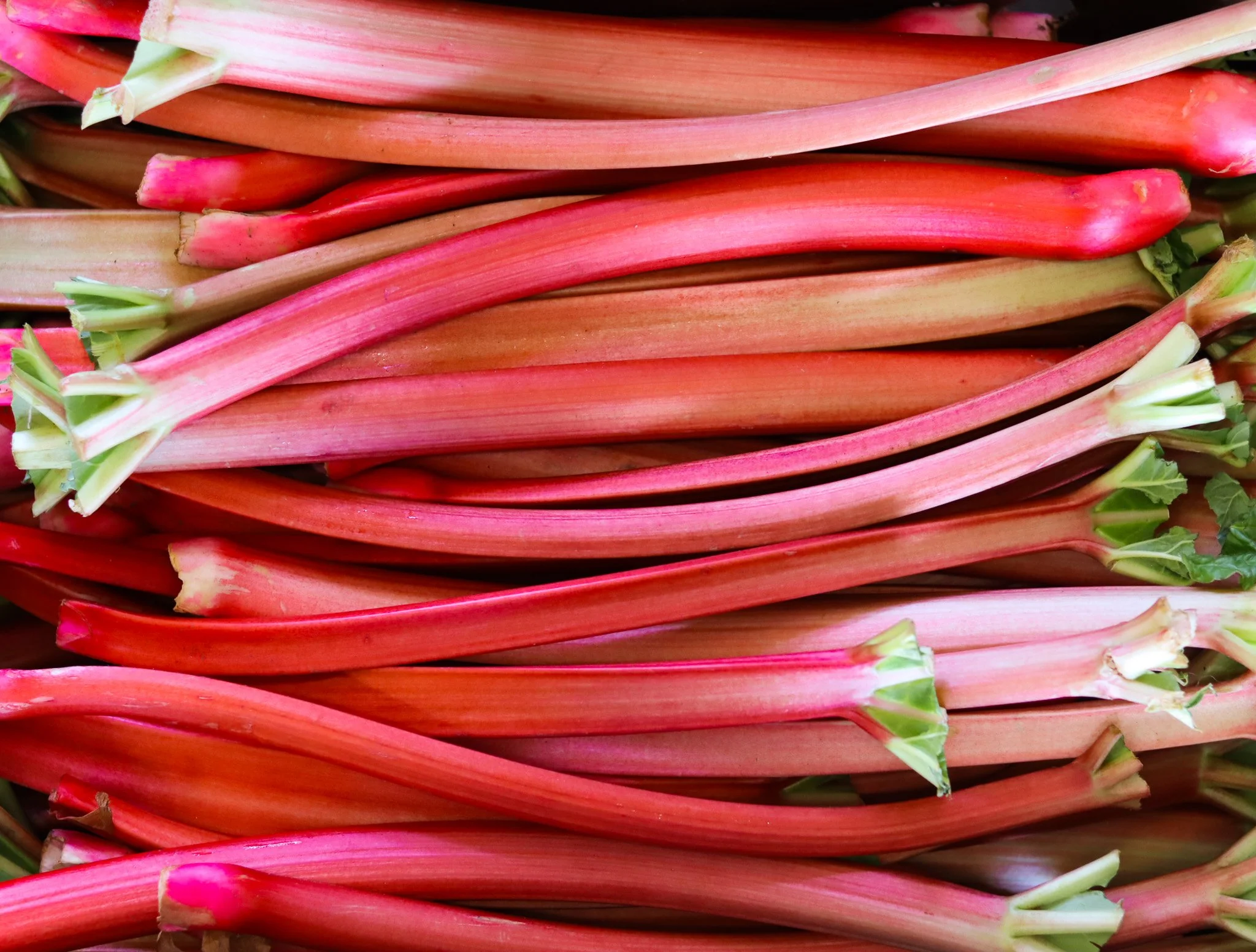 Rhubarb.jpg