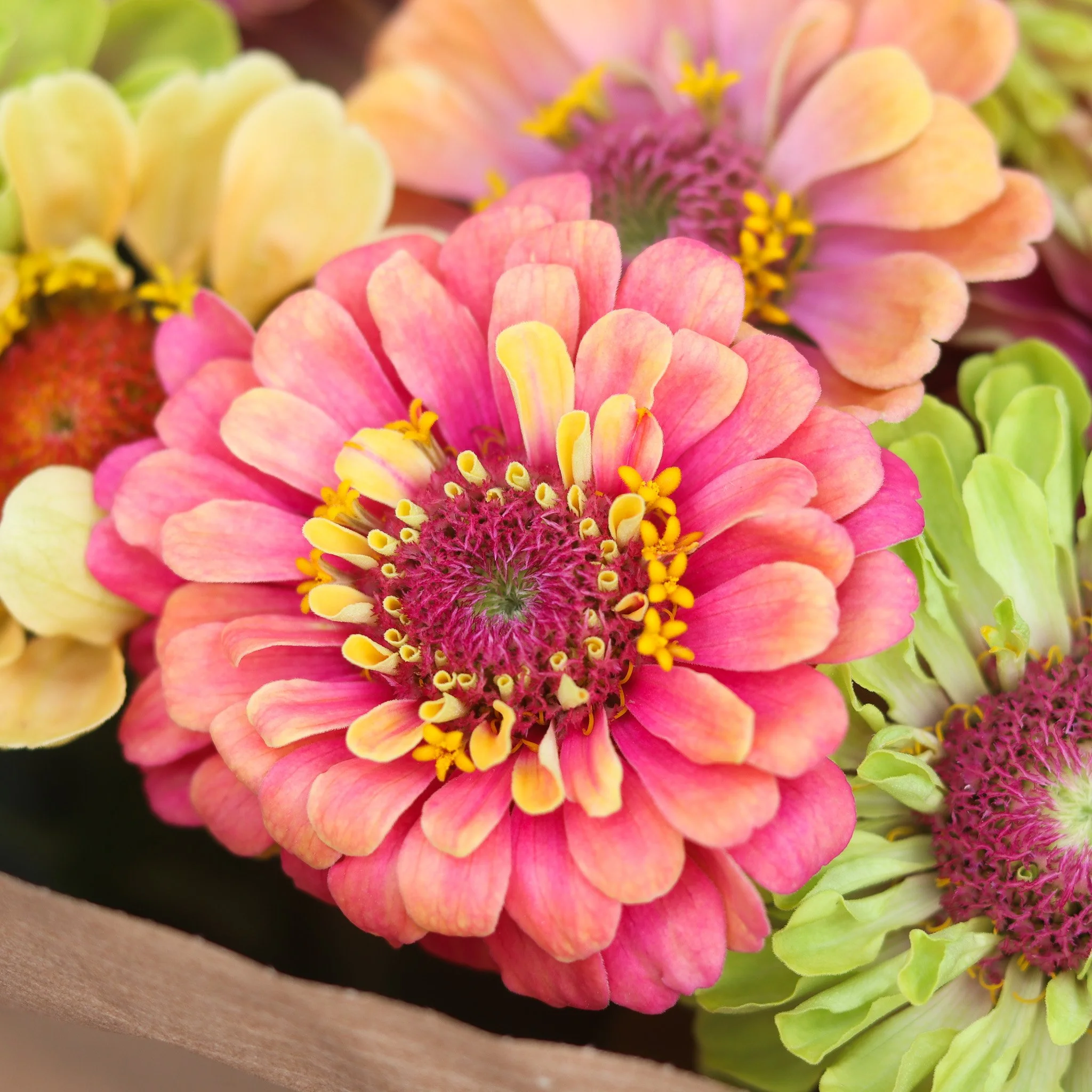 WBF Zinnia 1.jpg
