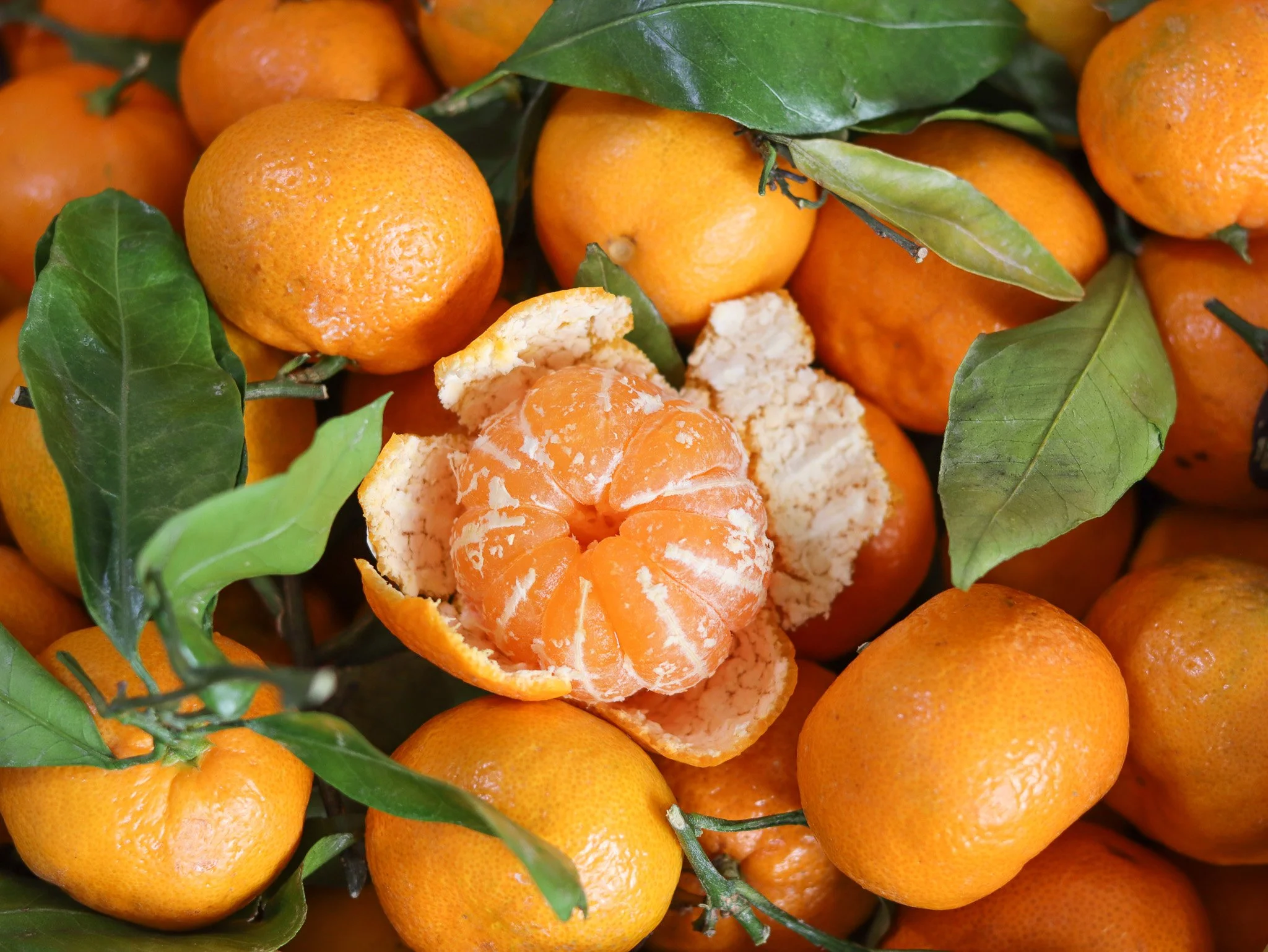 Stem and leaf mandarin.jpg