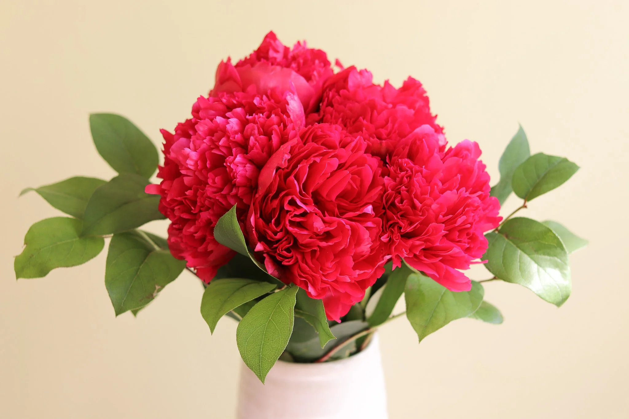 Peony Better.jpg