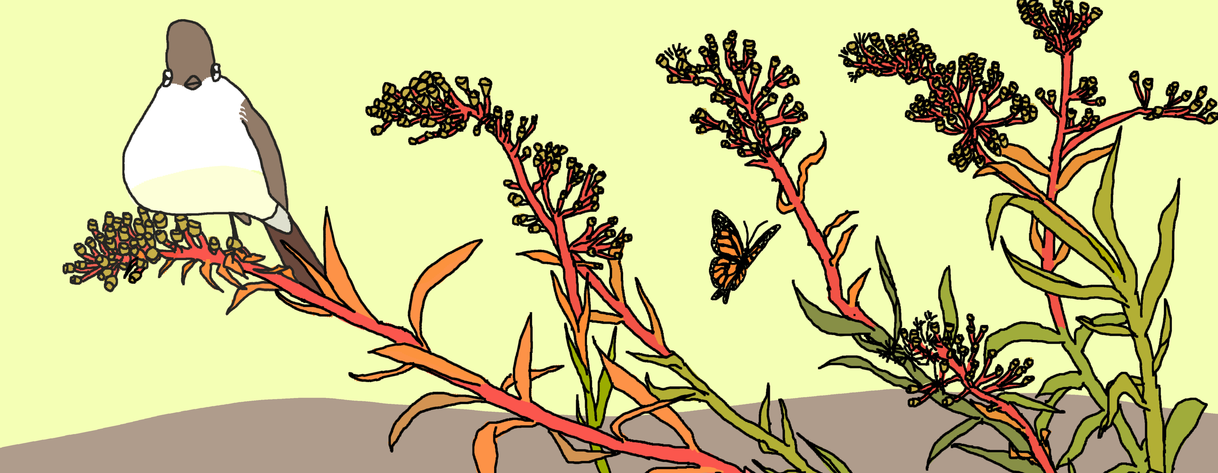 Ash-throated Flycatcher