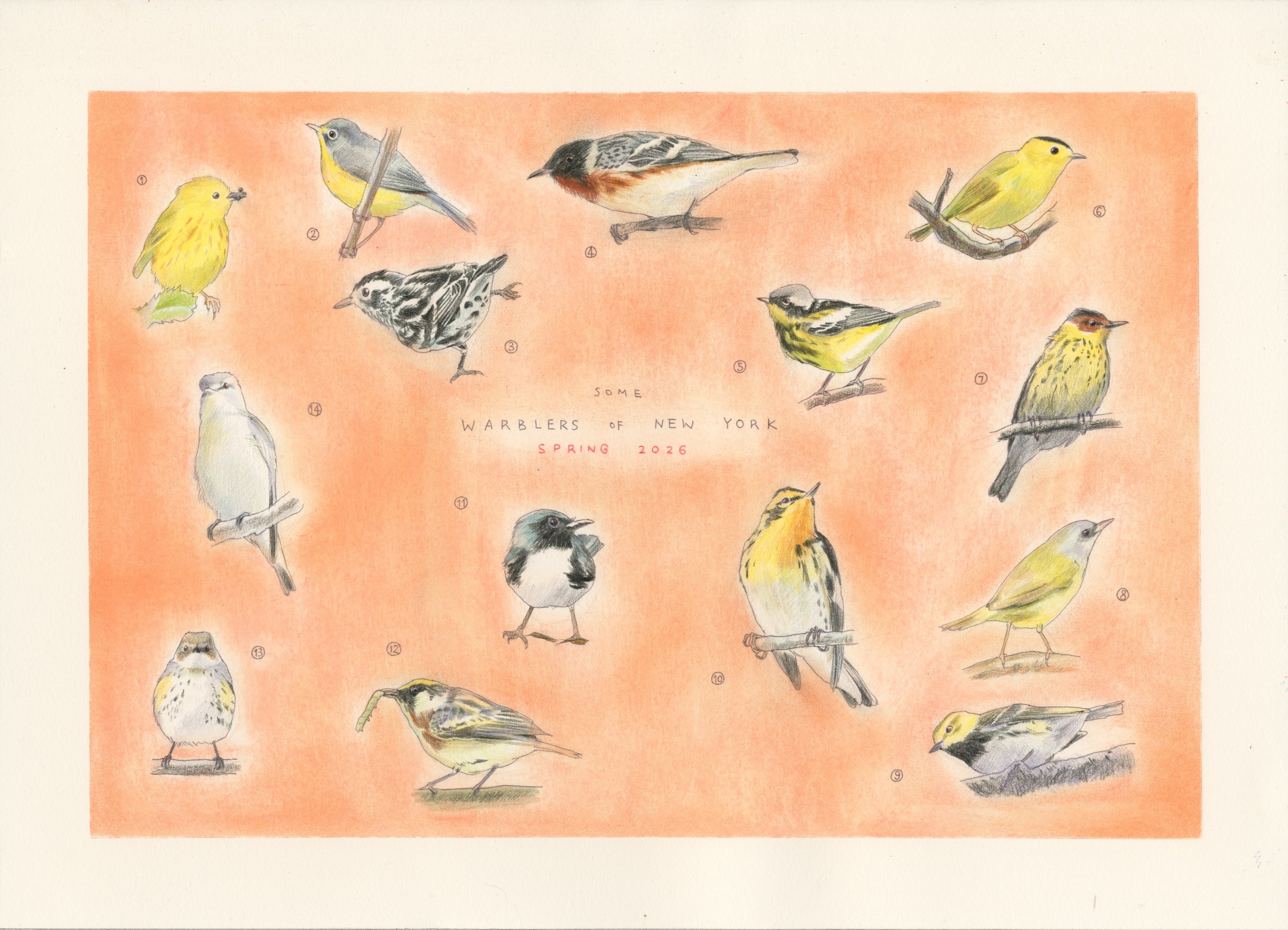 NY Warblers Spring 2026 editted.jpg