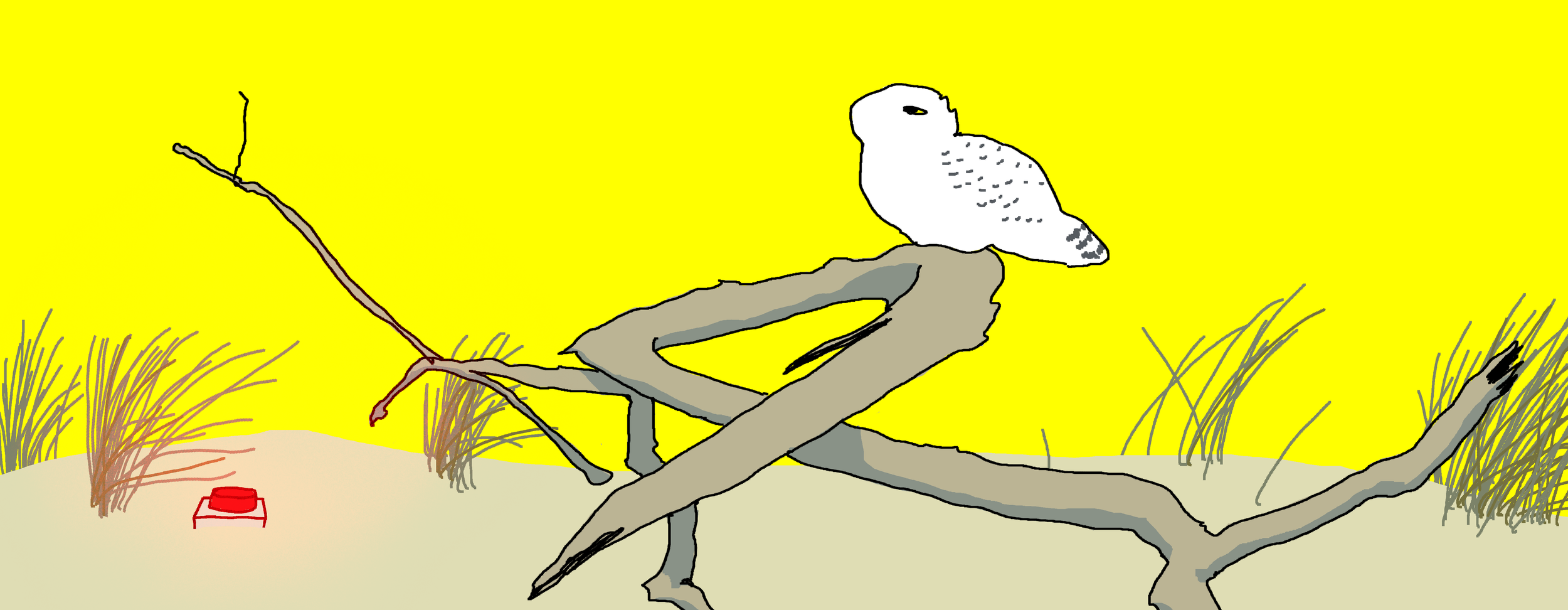 Snowy Owl