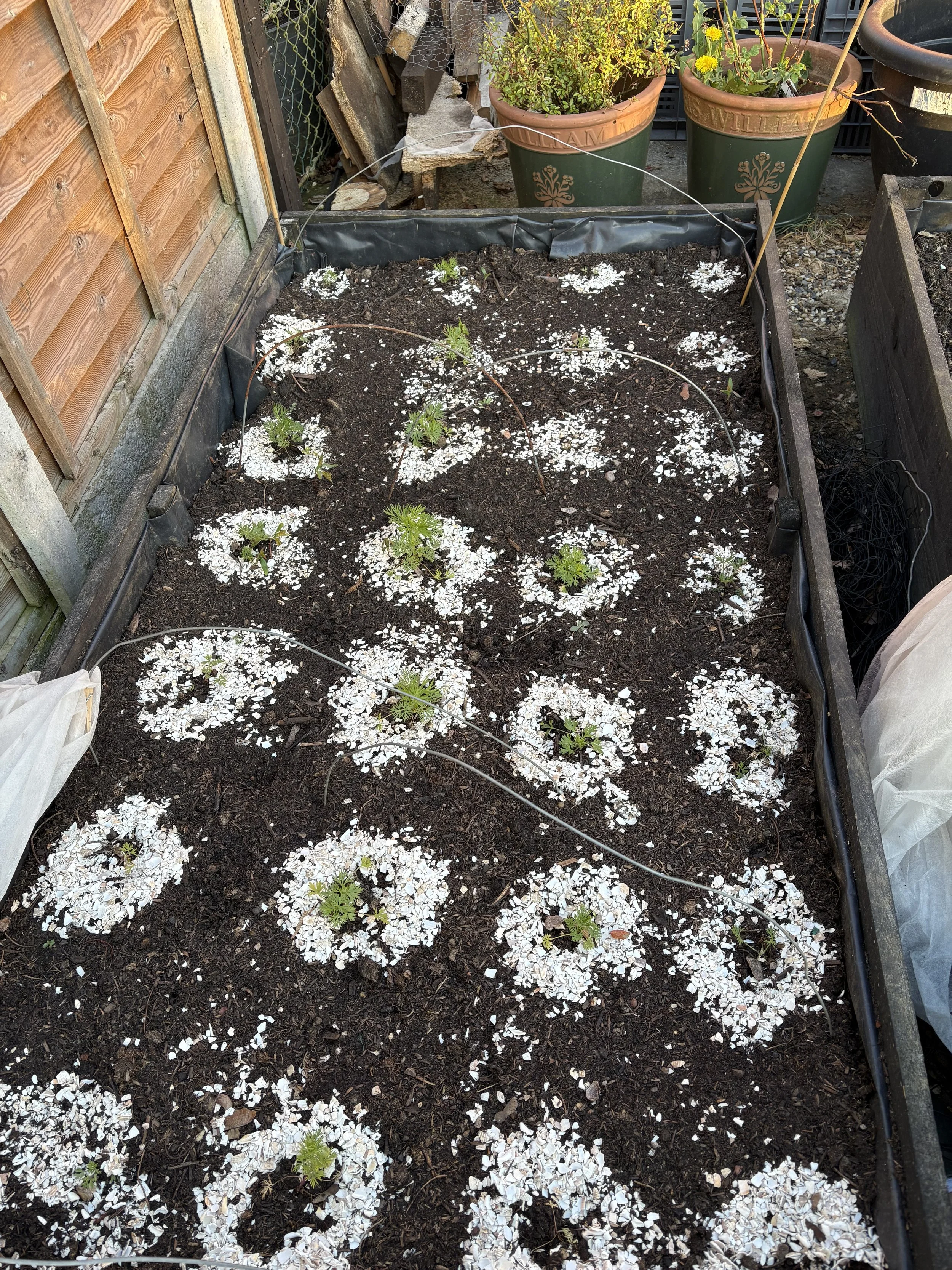 Starting Your Own Cut Flower Patch – It’s Never Too Late!
